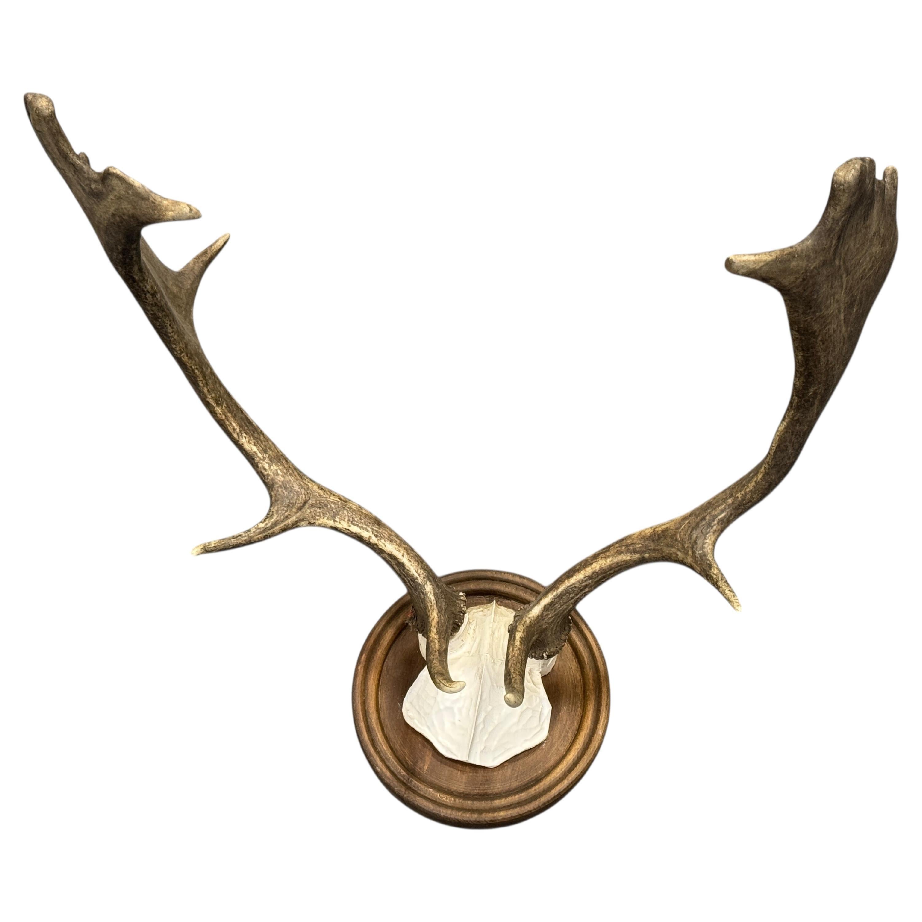 Large European Fallow Deer Antler Trophy Wood Carved Plaque, Austria, 1920s