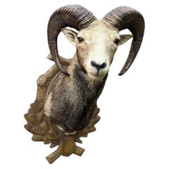 Large European Ram Taxidermy Wall Mount with Hand-Carved Black Forest Plaque