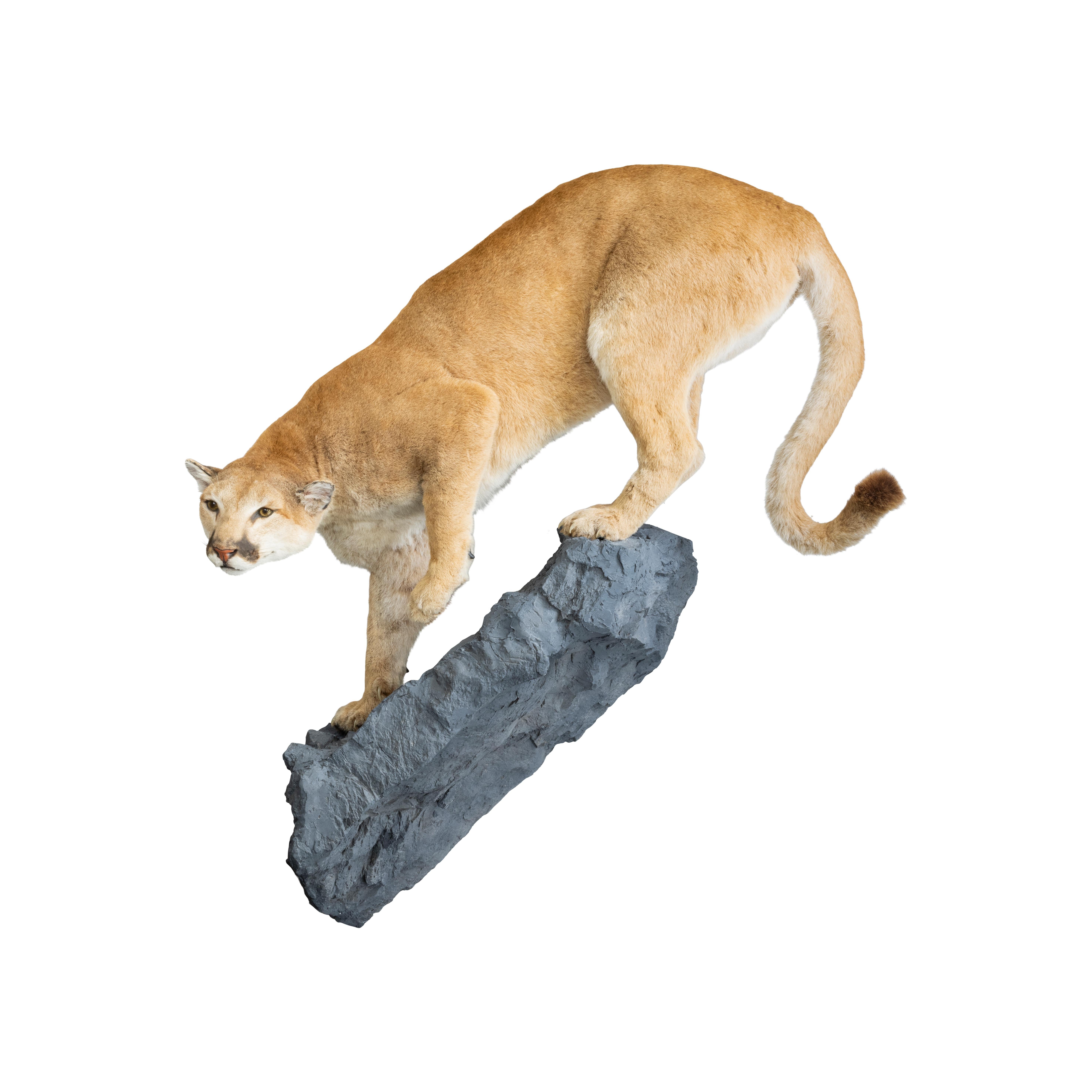 Idaho female cougar on faux rock ledge. Newer mount. Length including base 64