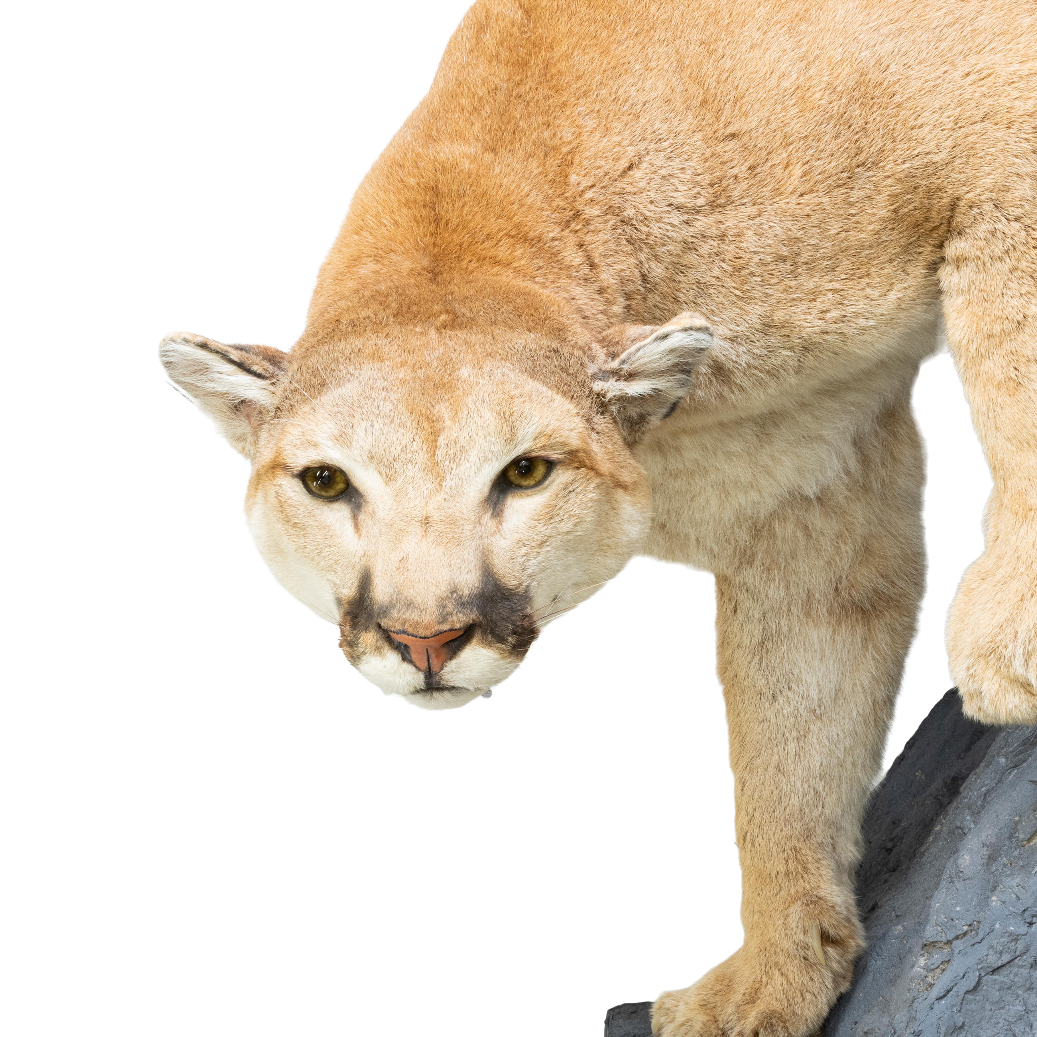Large Female Cougar Taxidermy Mount In Good Condition For Sale In Coeur d'Alene, ID