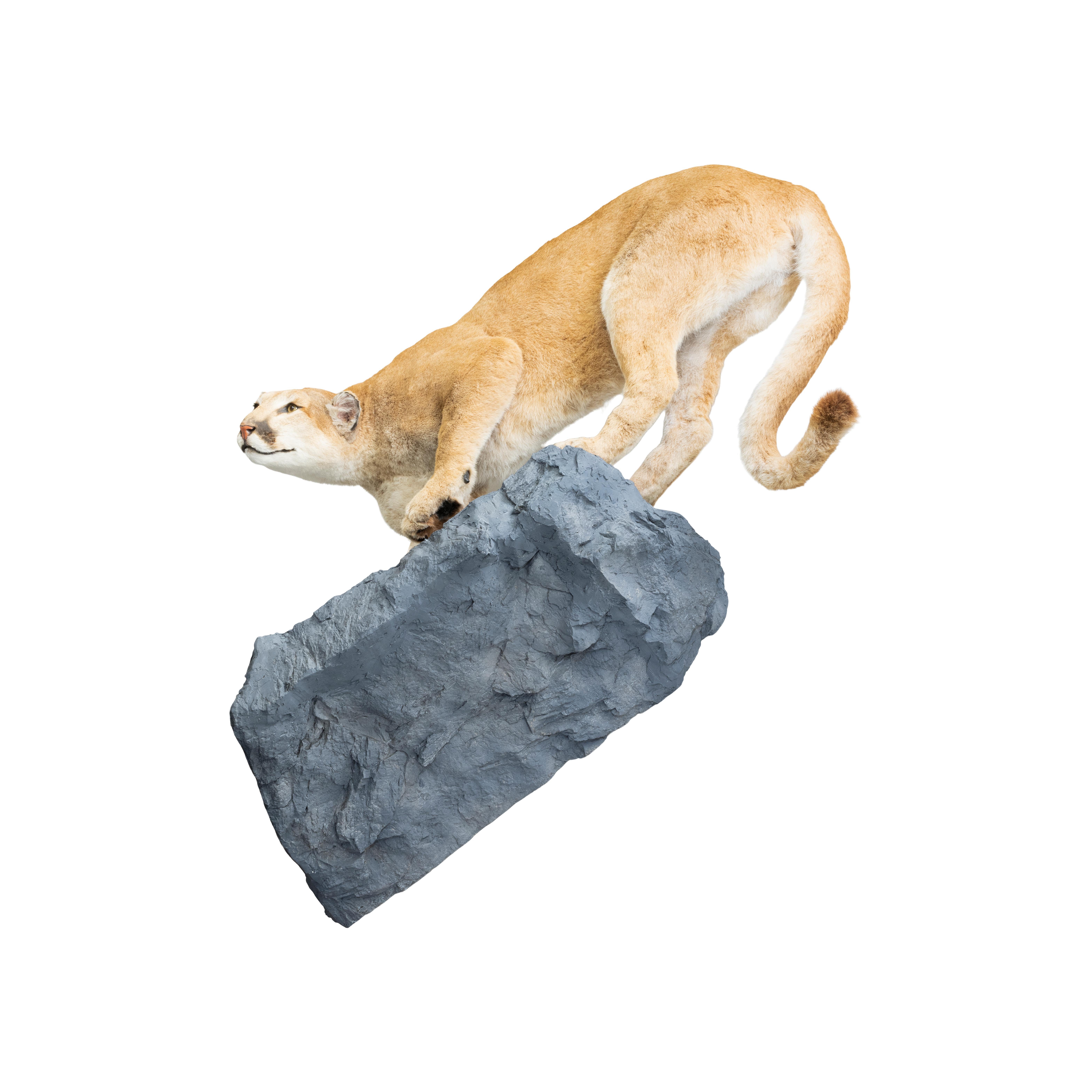 Contemporary Large Female Cougar Taxidermy Mount For Sale