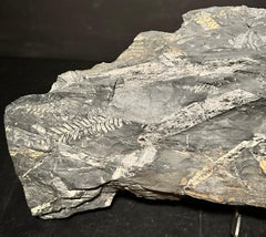 Grande plaque de fossile de feuille de Fern