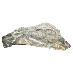 Gran losa fósil de hoja de helecho