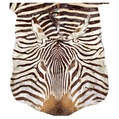 Large Fine Grade Burchell Zebra Hide