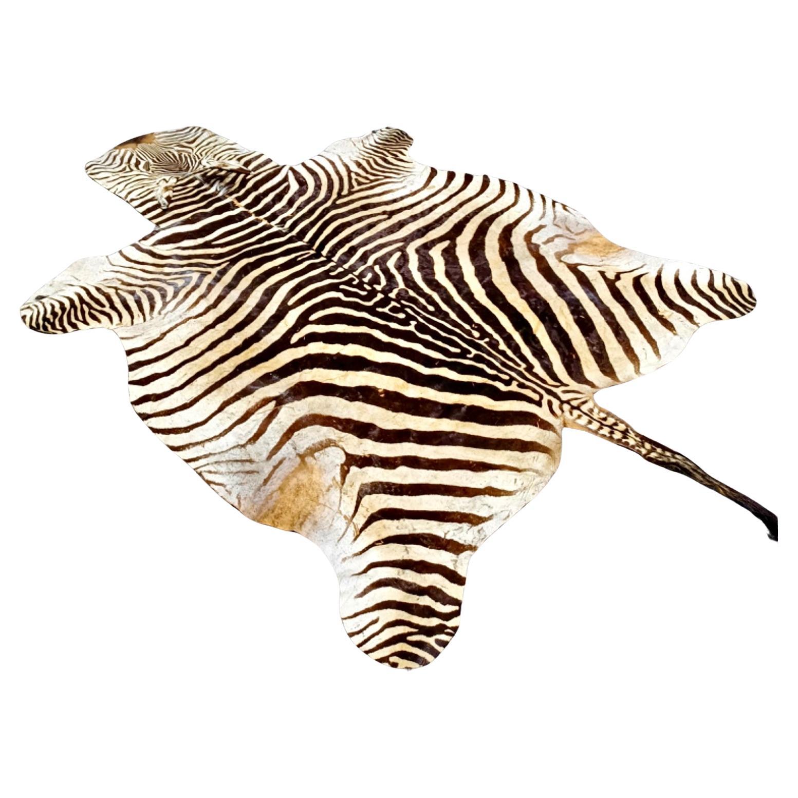 Piel de cebra Burchell grande y fina Africano en venta