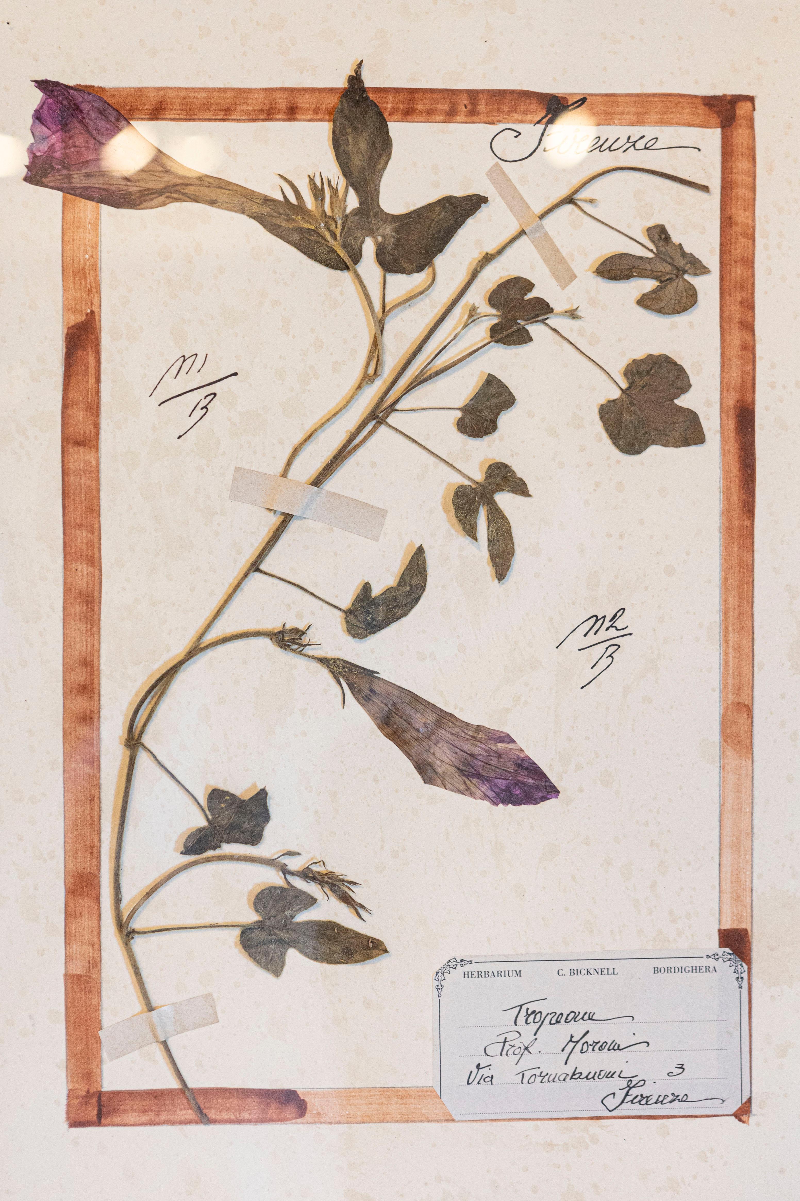 Große Florentine Quadruple Botanicals in schwarzem Rahmen unter Glas, zwei Stück verkauft im Angebot 3