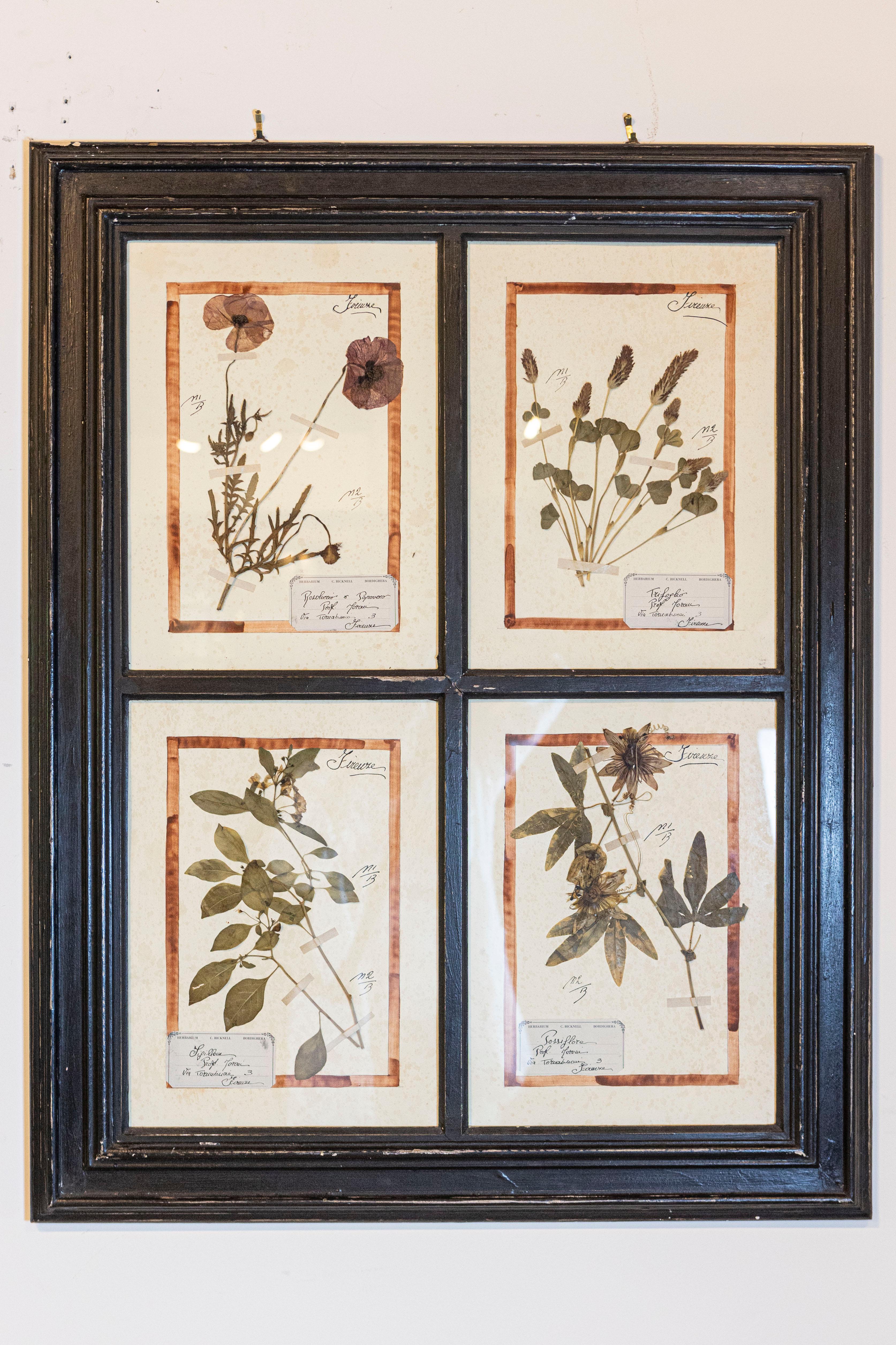 Große Florentine Quadruple Botanicals in schwarzem Rahmen unter Glas, zwei Stück verkauft im Angebot 4