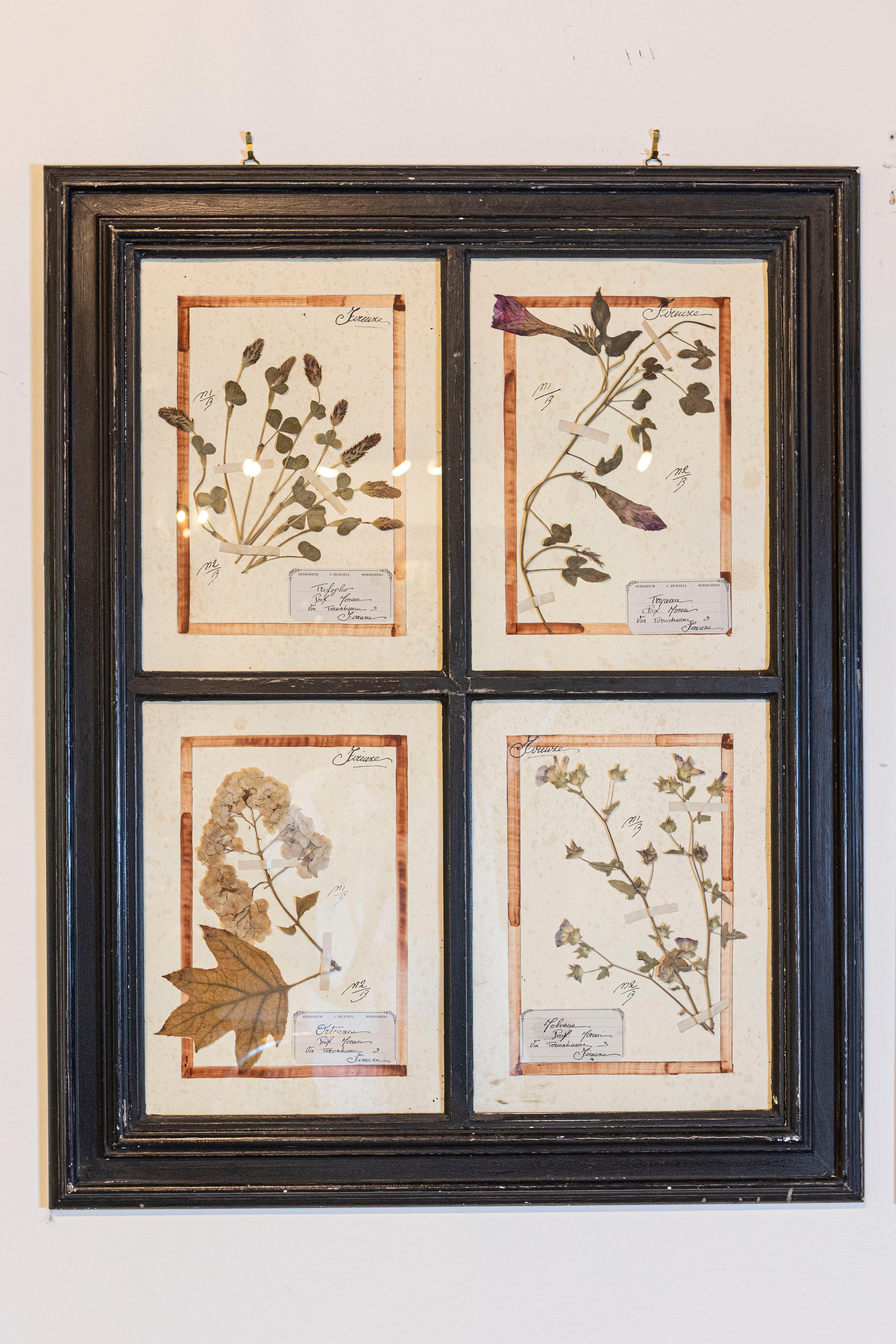 Große Florentine Quadruple Botanicals in schwarzem Rahmen unter Glas, zwei Stück verkauft im Angebot 5