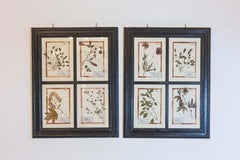 Large Florentine Quadruple Botanicals in Black Frame under Glass, Two Sold Each