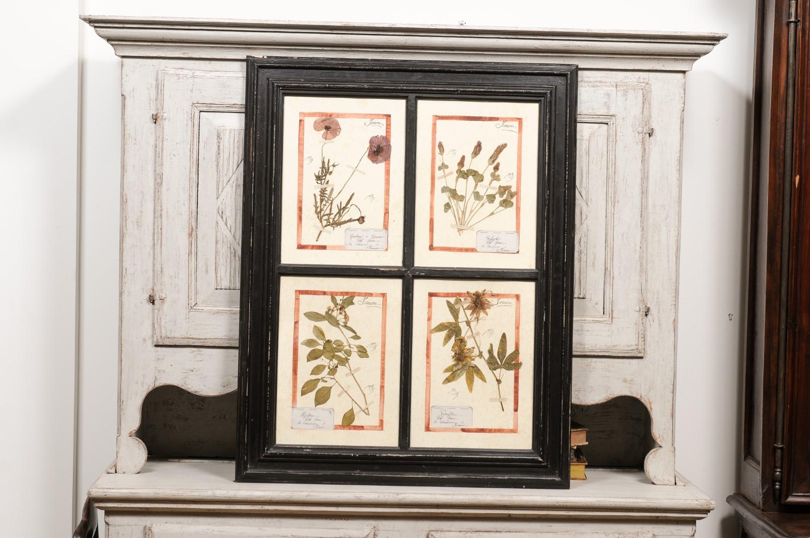 Italian Large Florentine Quadruple Botanicals in Black Frame under Glass, Two Sold Each For Sale