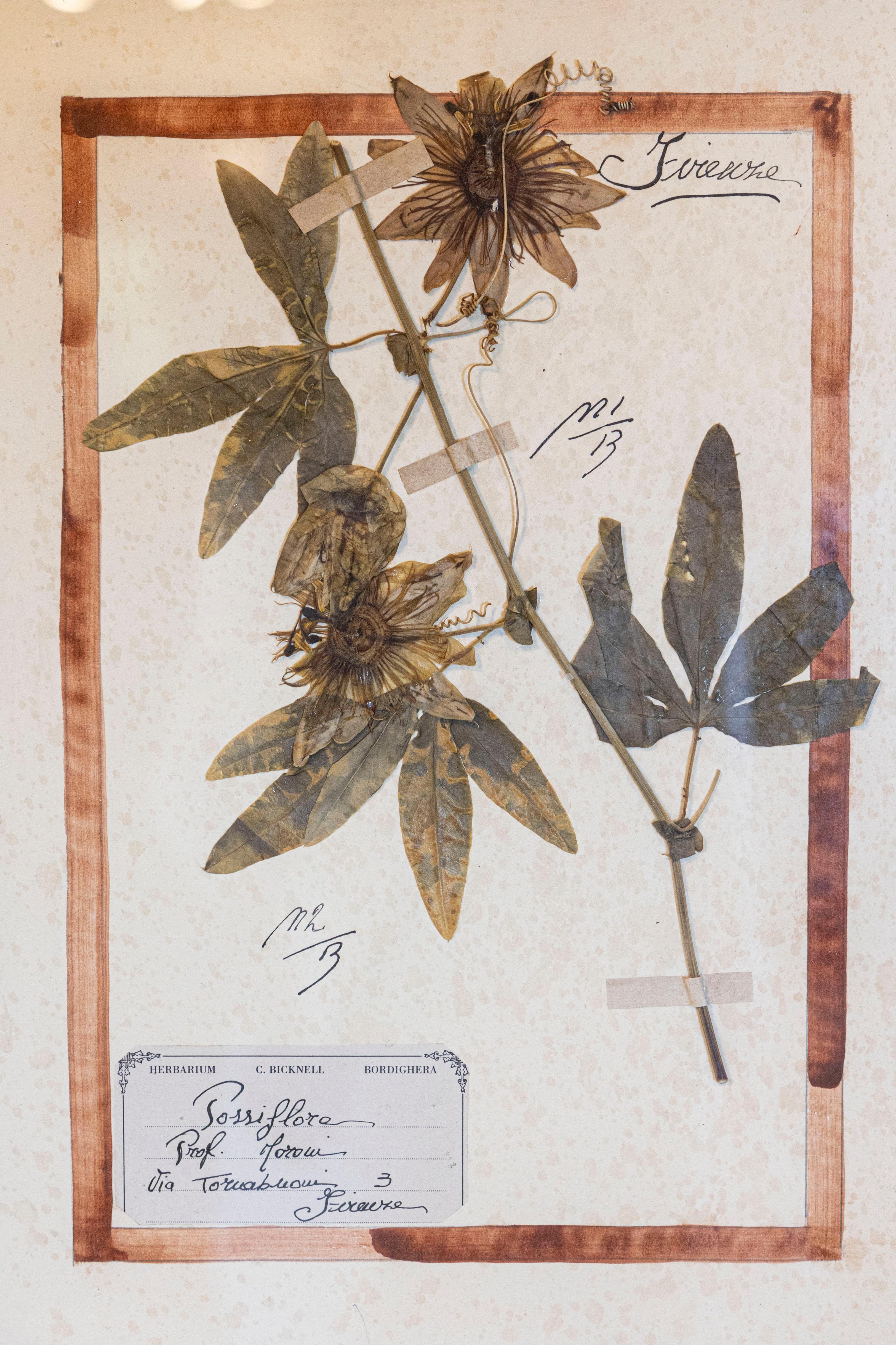 Große Florentine Quadruple Botanicals in schwarzem Rahmen unter Glas, zwei Stück verkauft (Italienisch) im Angebot