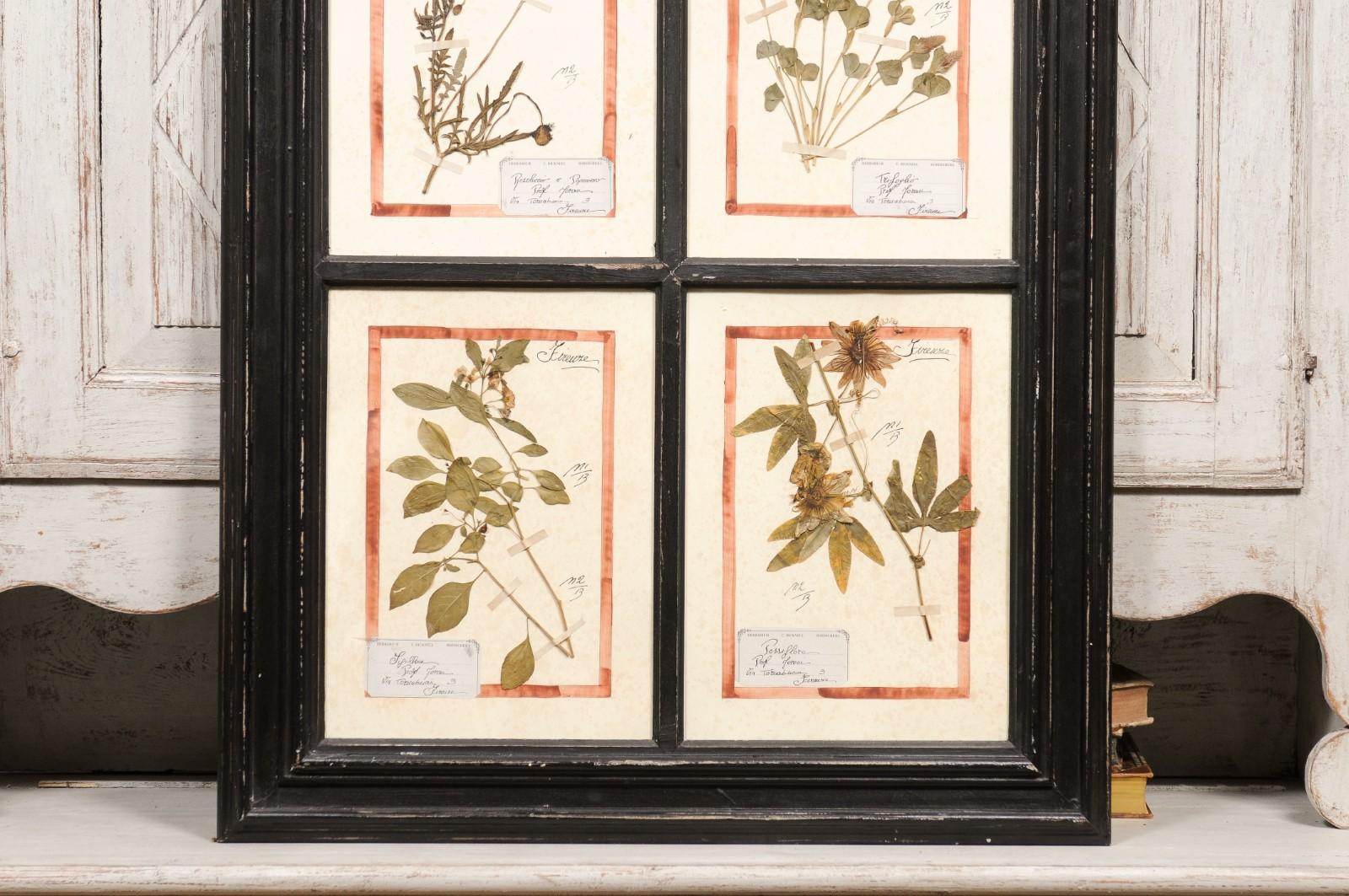Painted Large Florentine Quadruple Botanicals in Black Frame under Glass, Two Sold Each For Sale