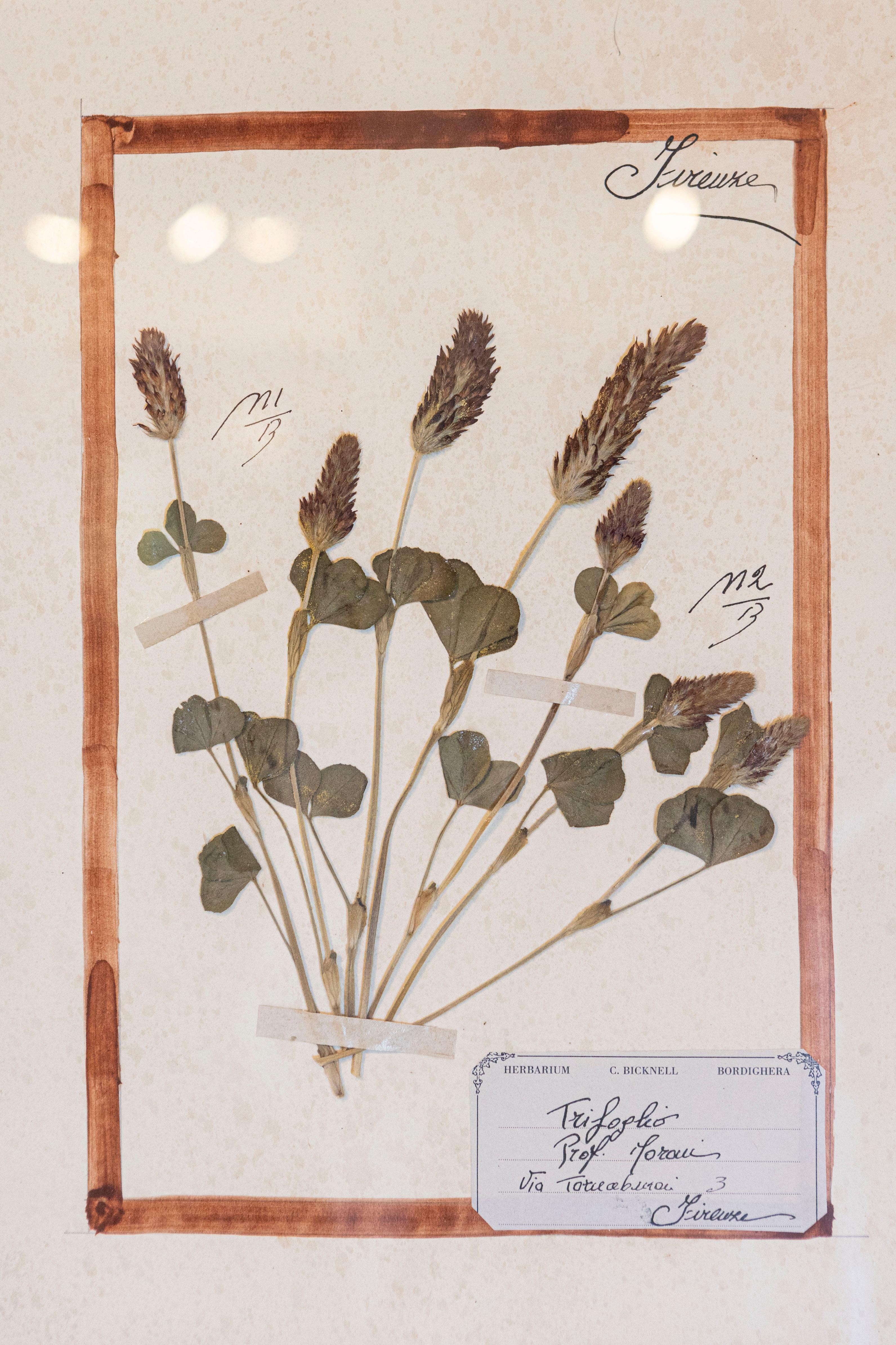 Große Florentine Quadruple Botanicals in schwarzem Rahmen unter Glas, zwei Stück verkauft (Gemalt) im Angebot