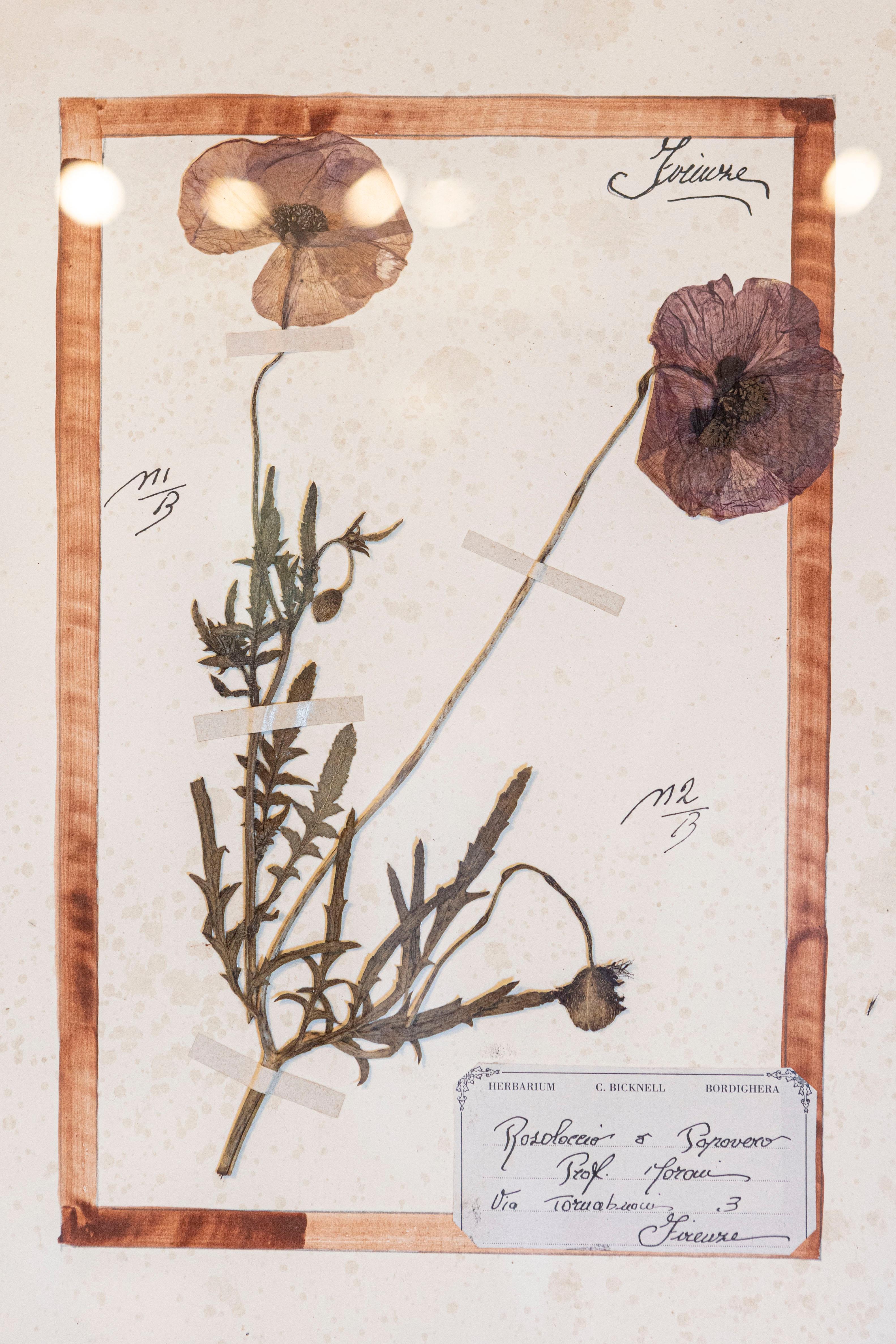 Große Florentine Quadruple Botanicals in schwarzem Rahmen unter Glas, zwei Stück verkauft im Zustand „Gut“ im Angebot in Atlanta, GA