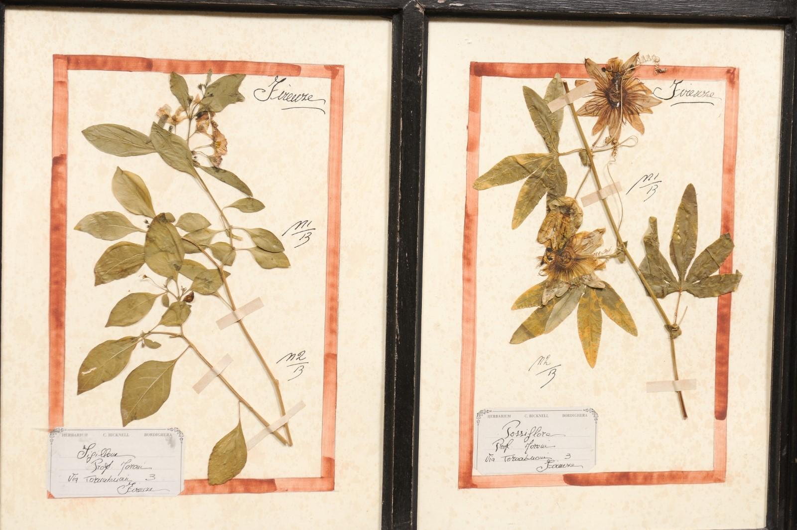 20th Century Large Florentine Quadruple Botanicals in Black Frame under Glass, Two Sold Each For Sale