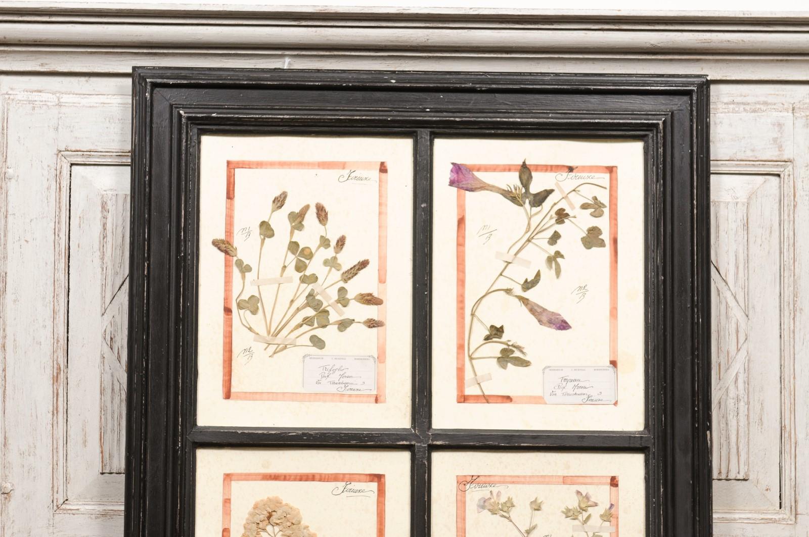 Large Florentine Quadruple Botanicals in Black Frame under Glass, Two Sold Each For Sale 2