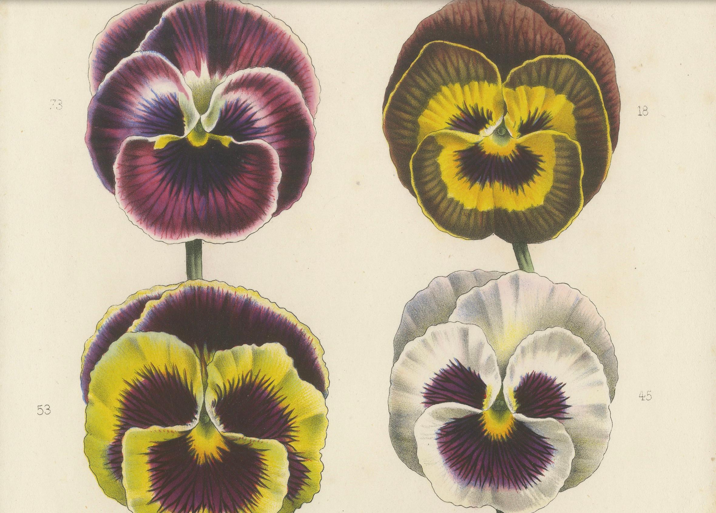 Large-Flowered Pansies Botanical Illustration by Louis van Houtte, 19th Century

This vibrant botanical illustration showcases various cultivars of large-flowered pansies (Viola tricolor var. hortensis), known for their striking and colorful blooms.