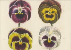 Large-Flowered Pansies Botanical Illustration by Louis van Houtte, 19th Century