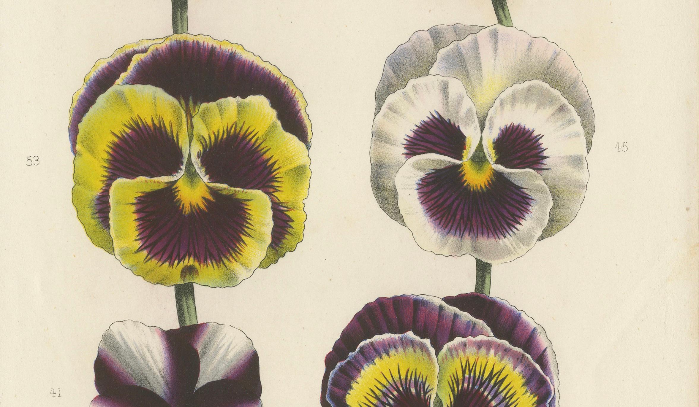 Large-Flowered Pansies Botanical Illustration by Louis van Houtte, 19th Century In Good Condition For Sale In Langweer, NL