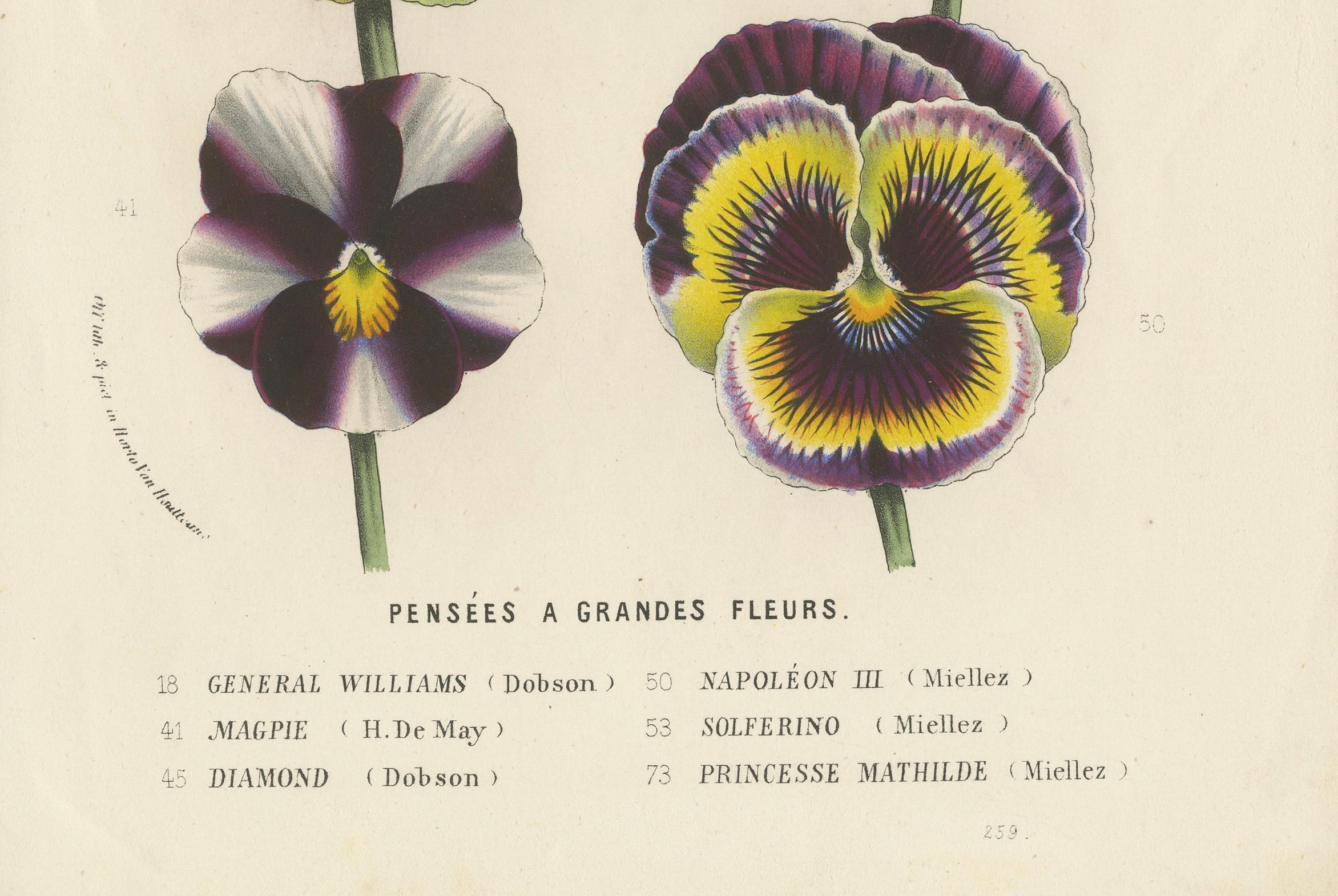 Mid-19th Century Large-Flowered Pansies Botanical Illustration by Louis van Houtte, 19th Century For Sale