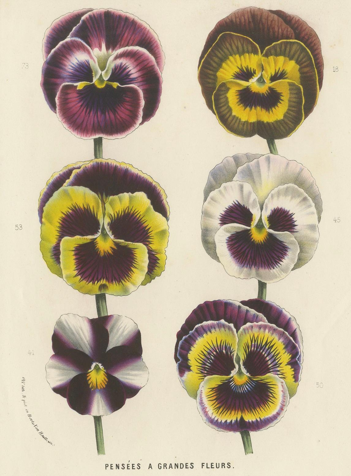 Paper Large-Flowered Pansies Botanical Illustration by Louis van Houtte, 19th Century For Sale