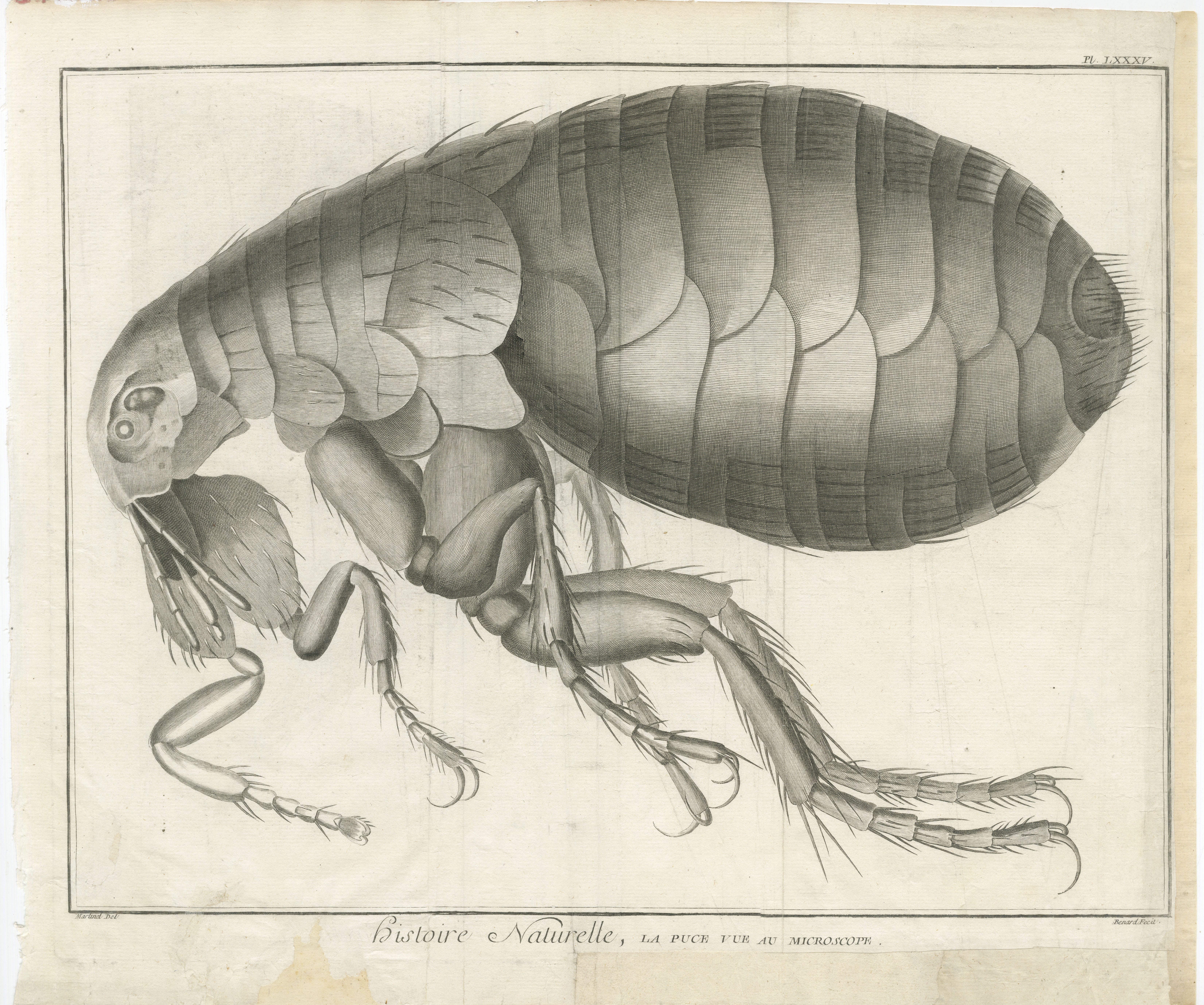 Large Folding Engraving of a Flea Seen Under the Microscope, Diderot’s Encyclopédie, ca. 1770

An extraordinary large copperplate engraving from Denis Diderot and Jean le Rond d’Alembert’s Encyclopédie ou Dictionnaire raisonné des sciences, des arts