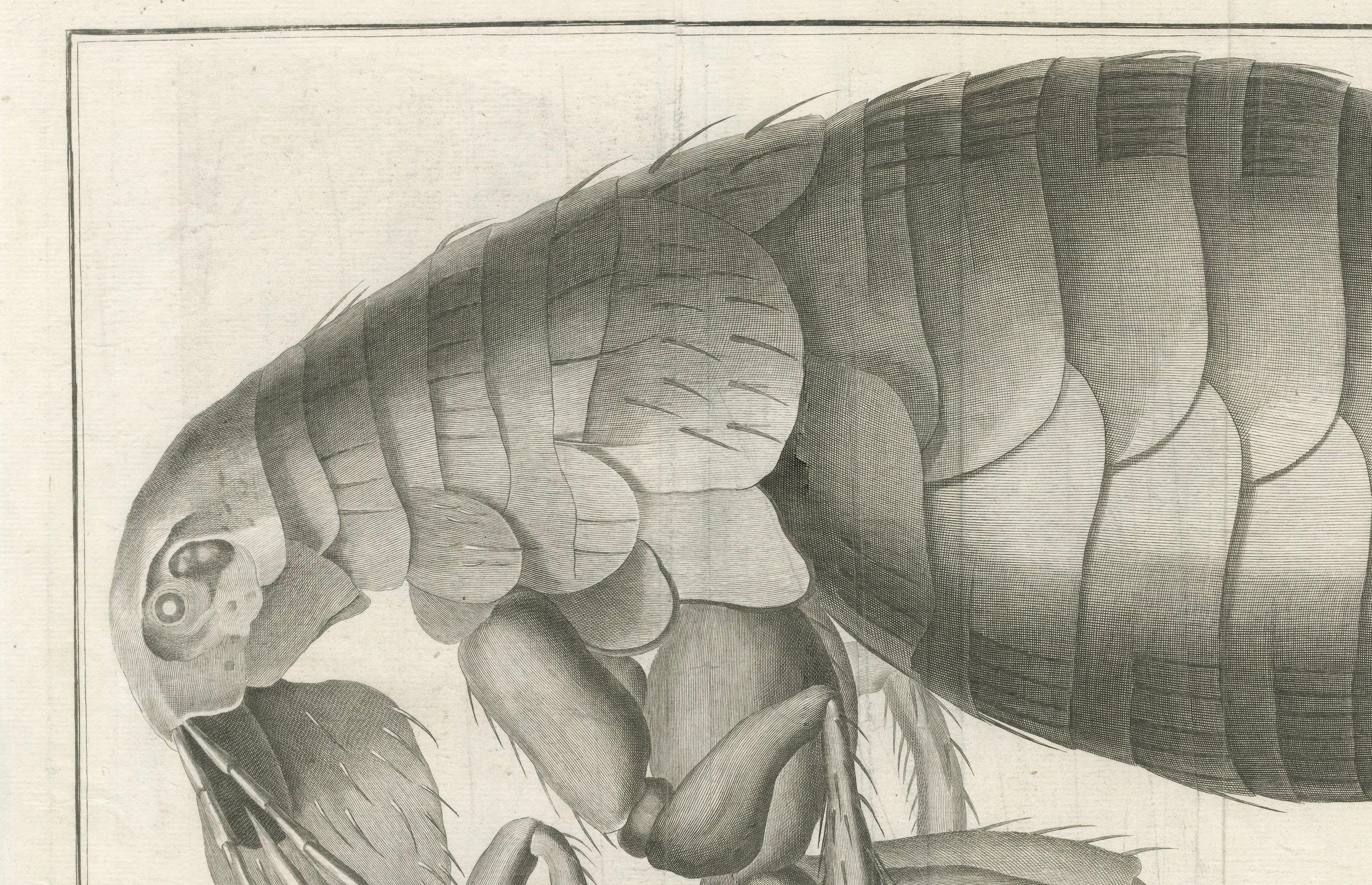 French Large Folding Engraving of a Flea Seen Under the Microscope by Diderot, ca.1770 For Sale