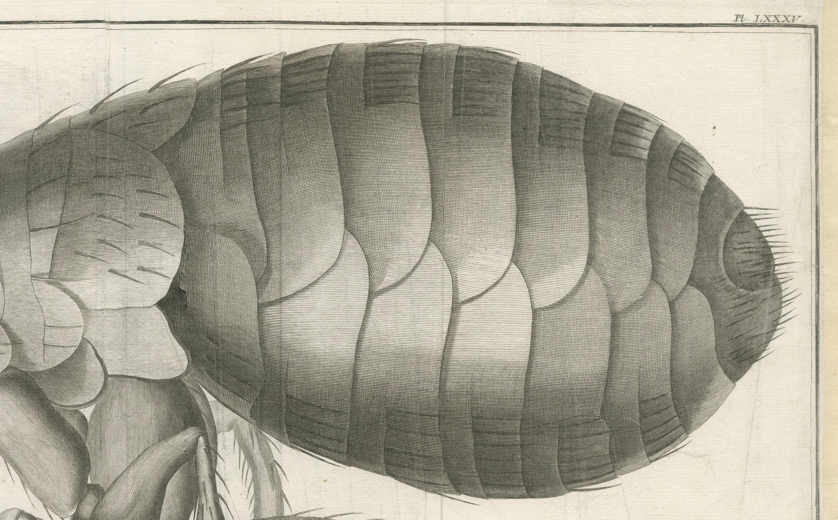 Engraved Large Folding Engraving of a Flea Seen Under the Microscope by Diderot, ca.1770 For Sale