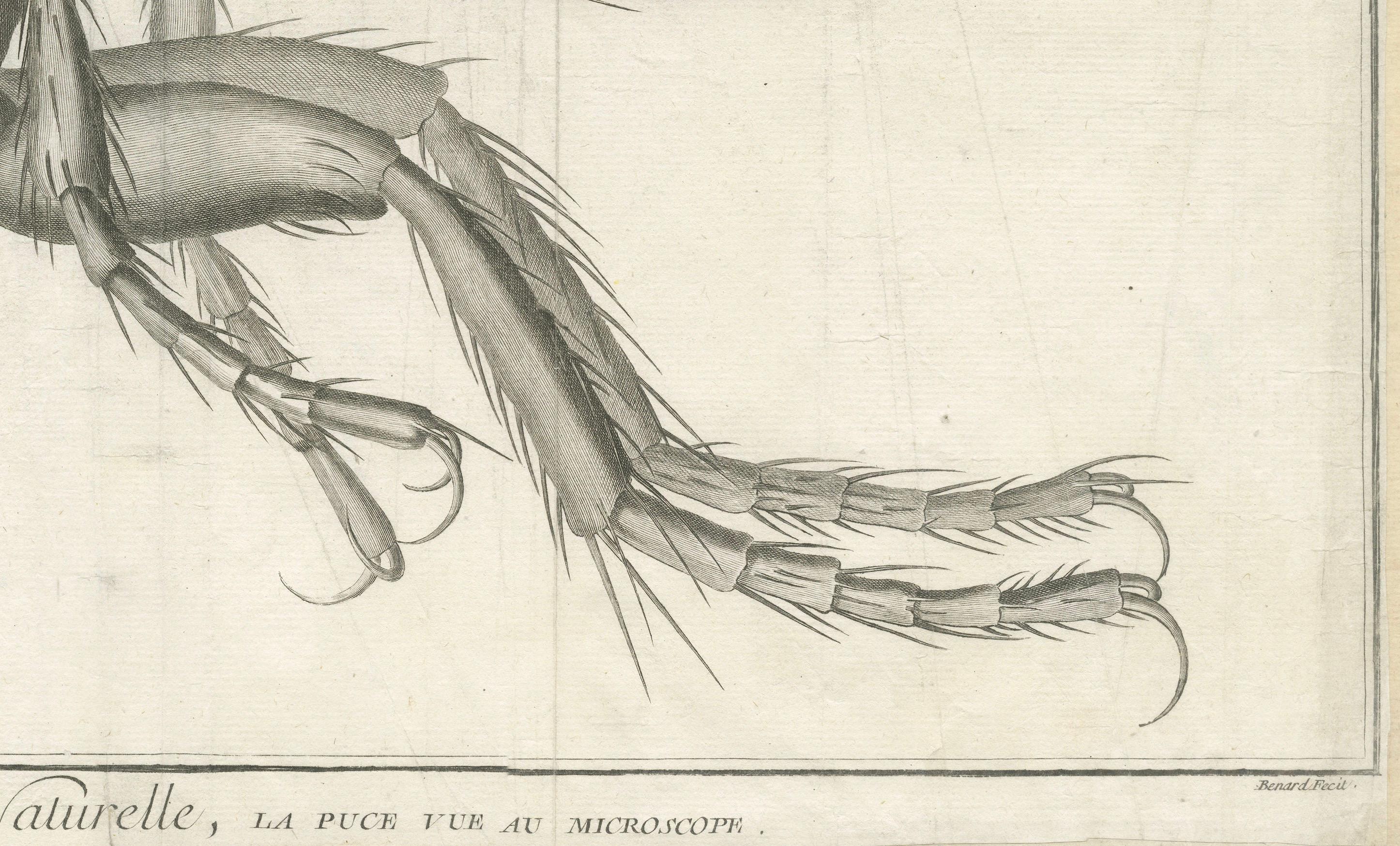 Large Folding Engraving of a Flea Seen Under the Microscope by Diderot, ca.1770 In Fair Condition For Sale In Langweer, NL
