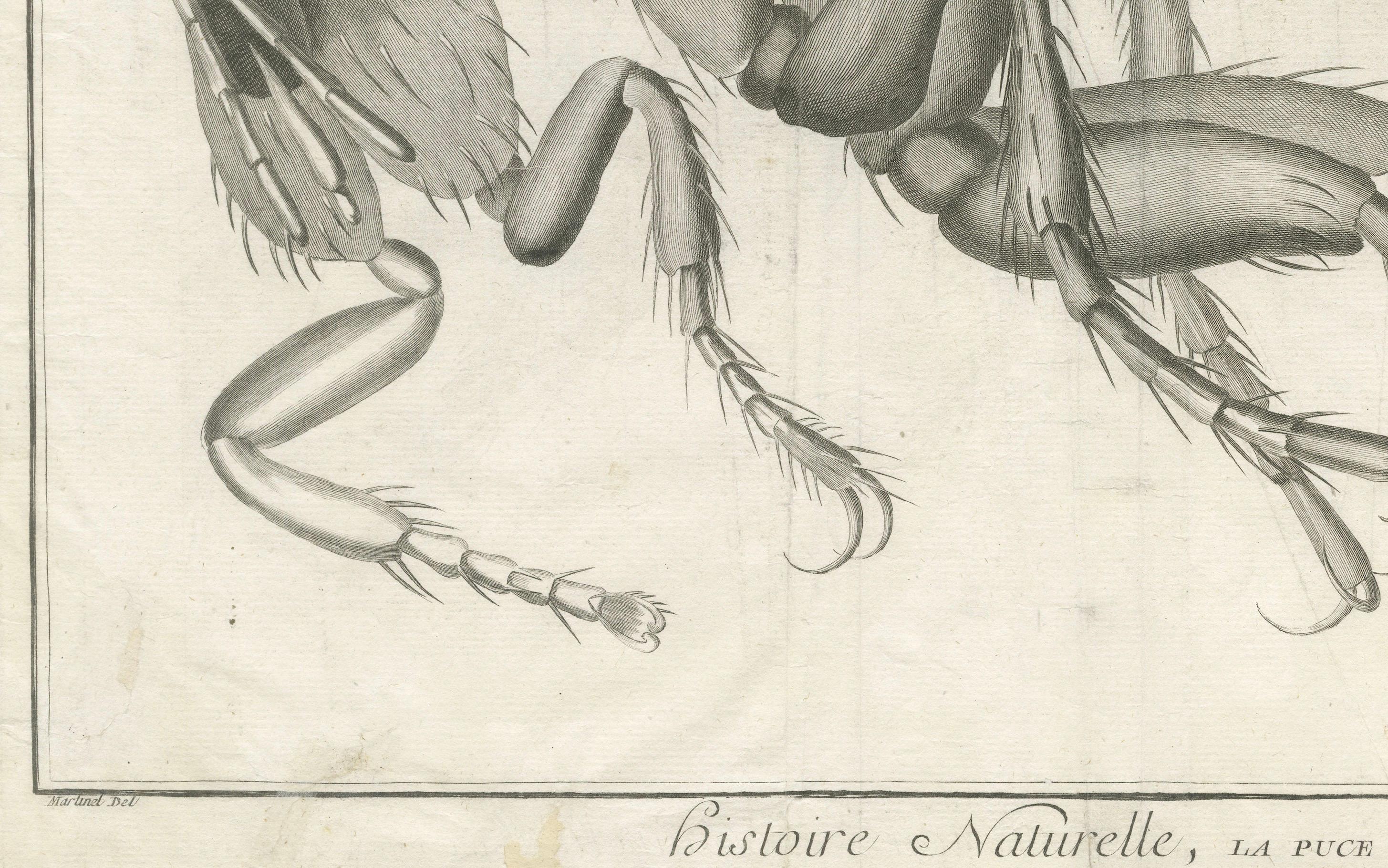 Late 18th Century Large Folding Engraving of a Flea Seen Under the Microscope by Diderot, ca.1770 For Sale