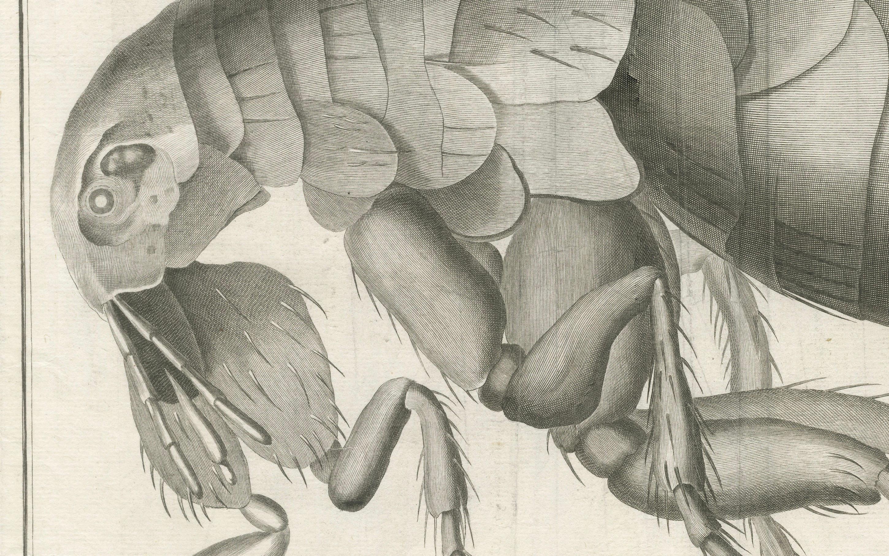 Paper Large Folding Engraving of a Flea Seen Under the Microscope by Diderot, ca.1770 For Sale
