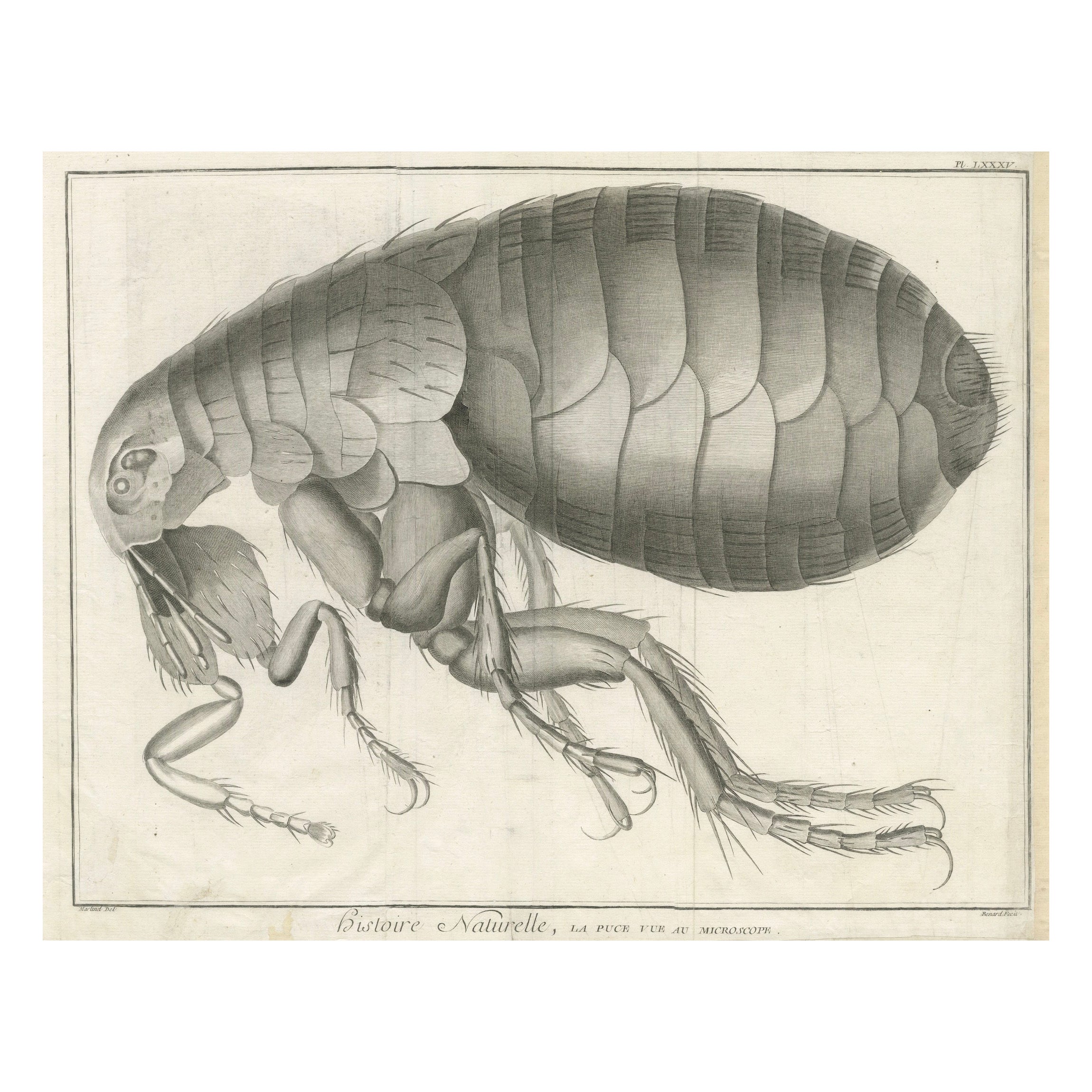 Large Folding Engraving of a Flea Seen Under the Microscope by Diderot, ca.1770 For Sale