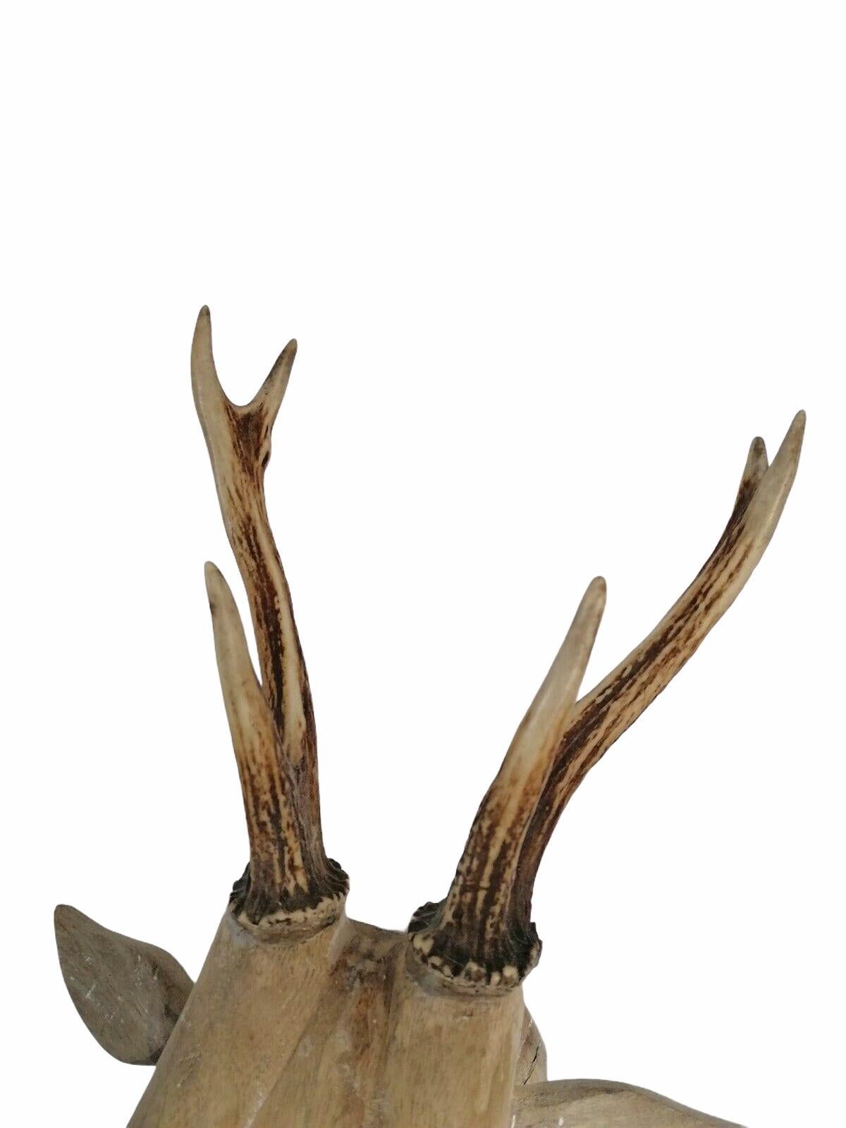 Large Folk Art Carved Wood Deer Head with Real Antlers, 19th Century 3