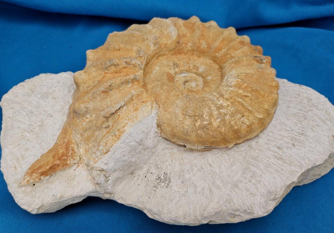 Grand spécimen naturel d'ammonite fossile, Mortoniceras sur Matrix de présentation artistique en vente 2