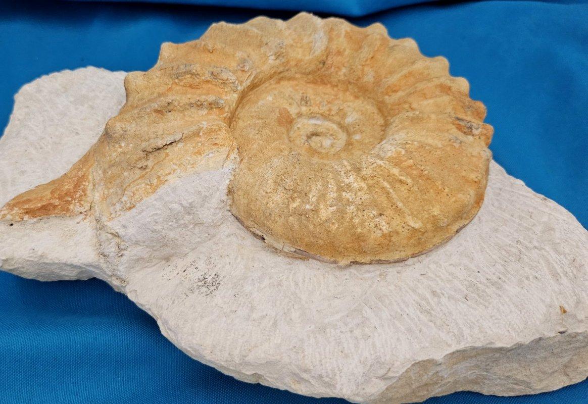 Grand spécimen naturel d'ammonite fossile, Mortoniceras sur Matrix de présentation artistique en vente 3