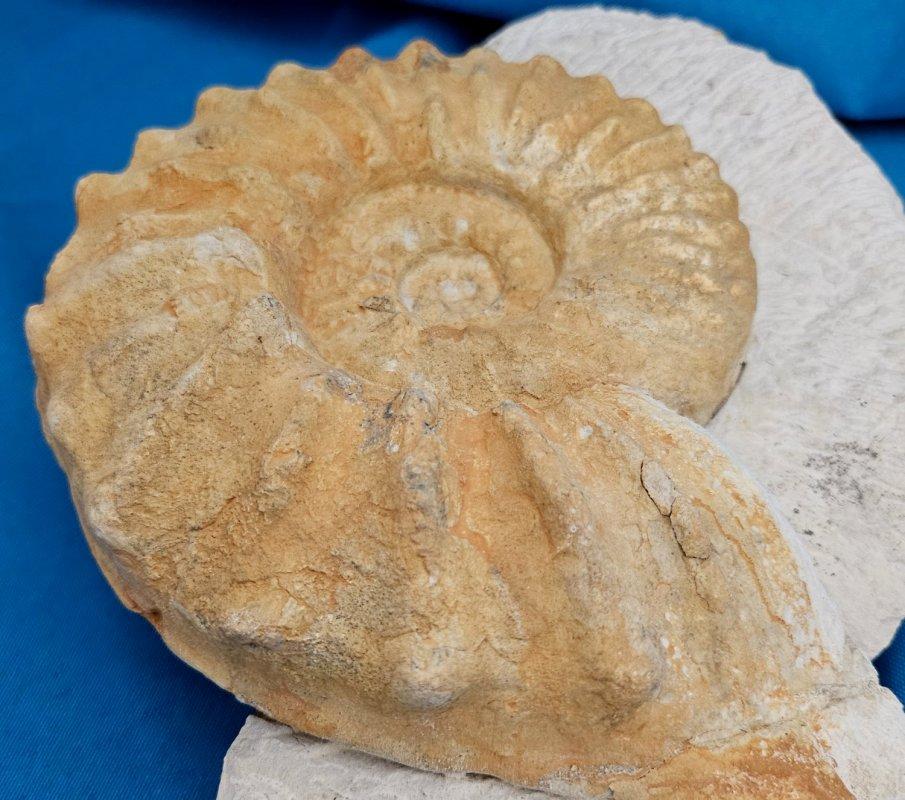 Grand spécimen naturel d'ammonite fossile, Mortoniceras sur Matrix de présentation artistique en vente 4