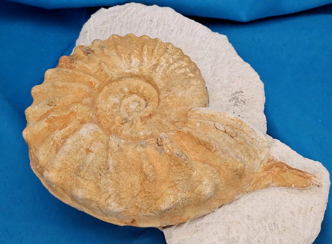 Grand spécimen naturel d'ammonite fossile, Mortoniceras sur Matrix de présentation artistique en vente 5