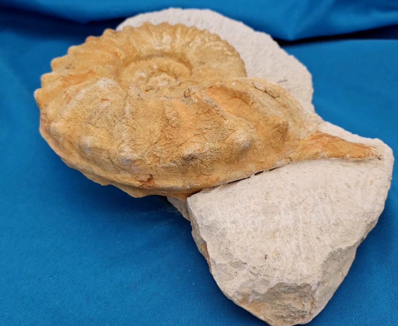 Grand spécimen naturel d'ammonite fossile, Mortoniceras sur Matrix de présentation artistique en vente 6
