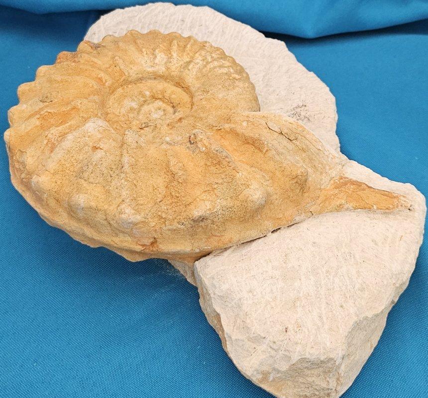 Grand spécimen naturel d'ammonite fossile, Mortoniceras sur Matrix de présentation artistique en vente 7
