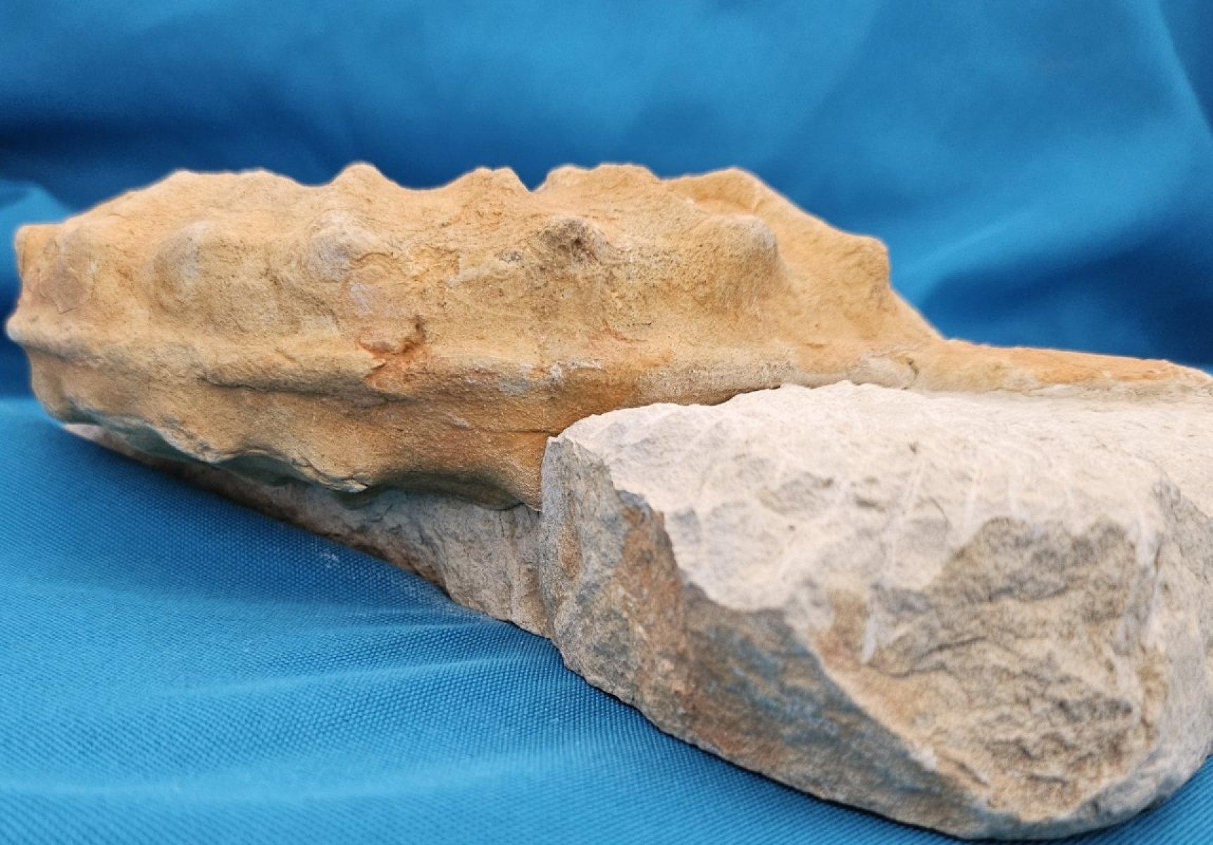 Grand spécimen naturel d'ammonite fossile, Mortoniceras sur Matrix de présentation artistique en vente 8