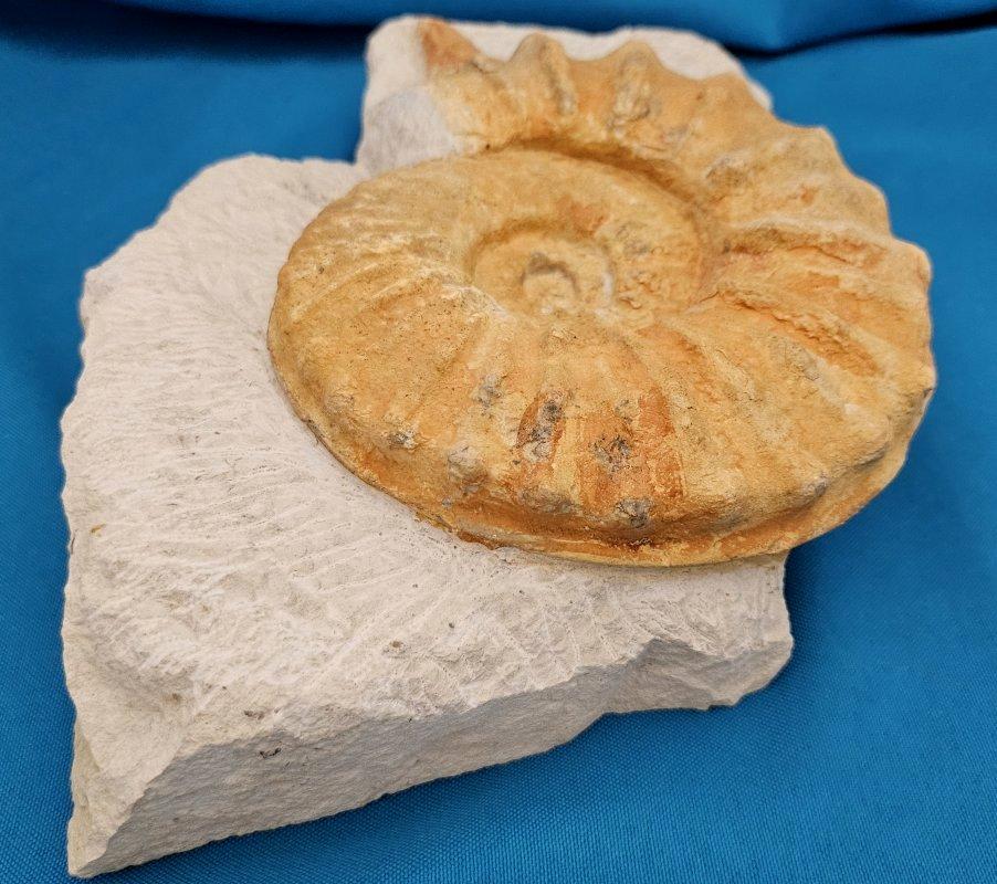 Grand spécimen naturel d'ammonite fossile, Mortoniceras sur Matrix de présentation artistique en vente 9