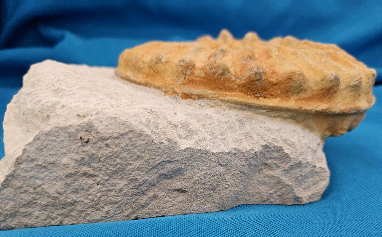 Grand spécimen naturel d'ammonite fossile, Mortoniceras sur Matrix de présentation artistique en vente 10
