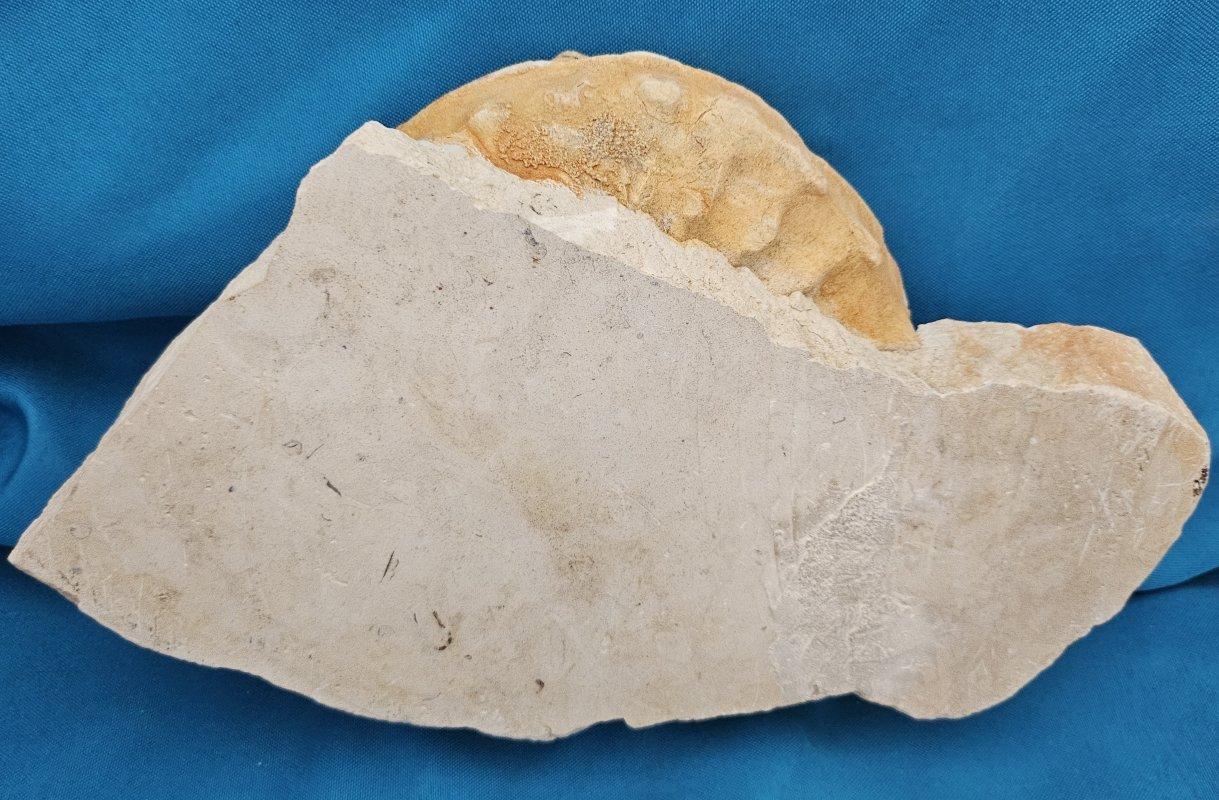Grand spécimen naturel d'ammonite fossile, Mortoniceras sur Matrix de présentation artistique en vente 11