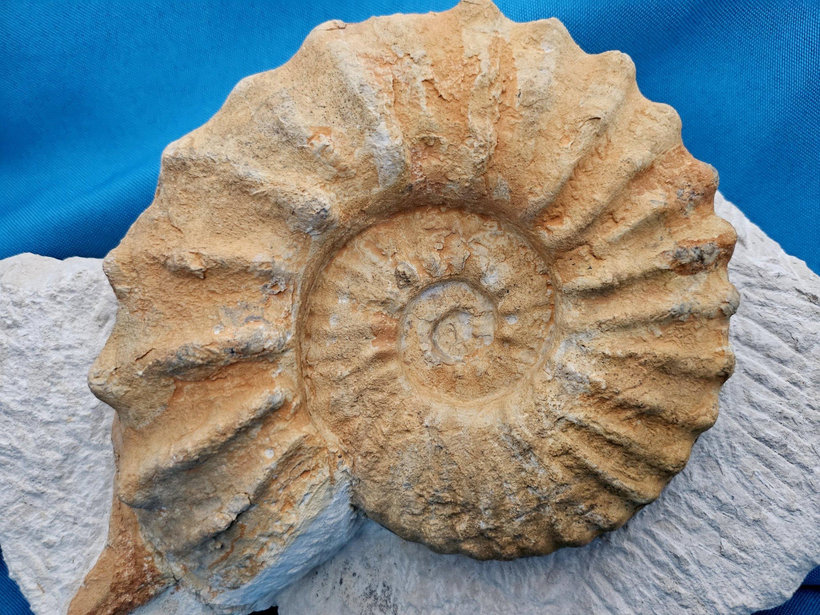 Grand spécimen naturel d'ammonite fossile, Mortoniceras sur une matrice de présentation artistique. Environ 110 millions d'années. 
Il s'agit d'une belle ammonite d'exposition joliment récupérée et dotée d'un montage/affichage esthétique à partir de