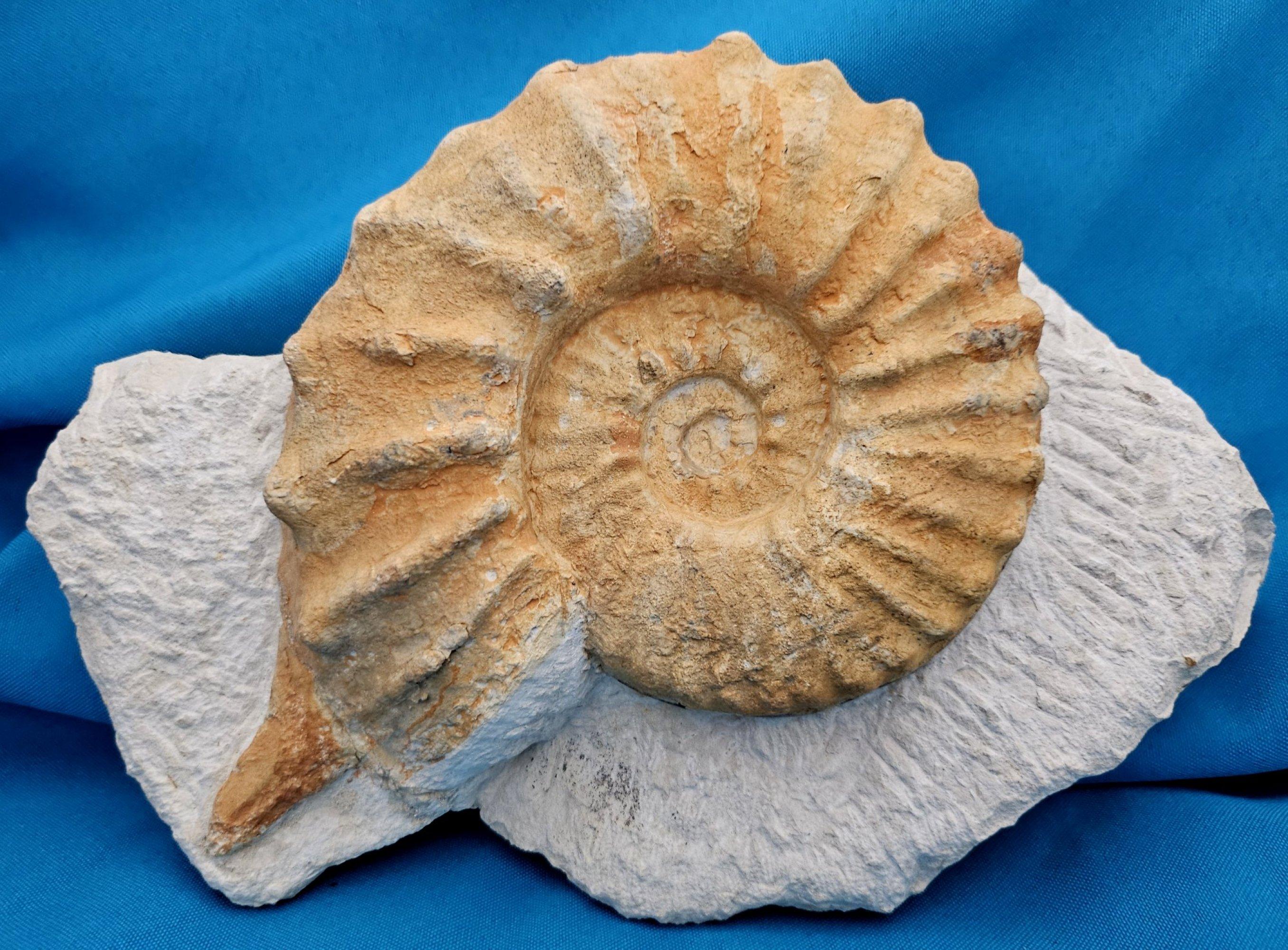 Grand spécimen naturel d'ammonite fossile, Mortoniceras sur Matrix de présentation artistique en vente 12