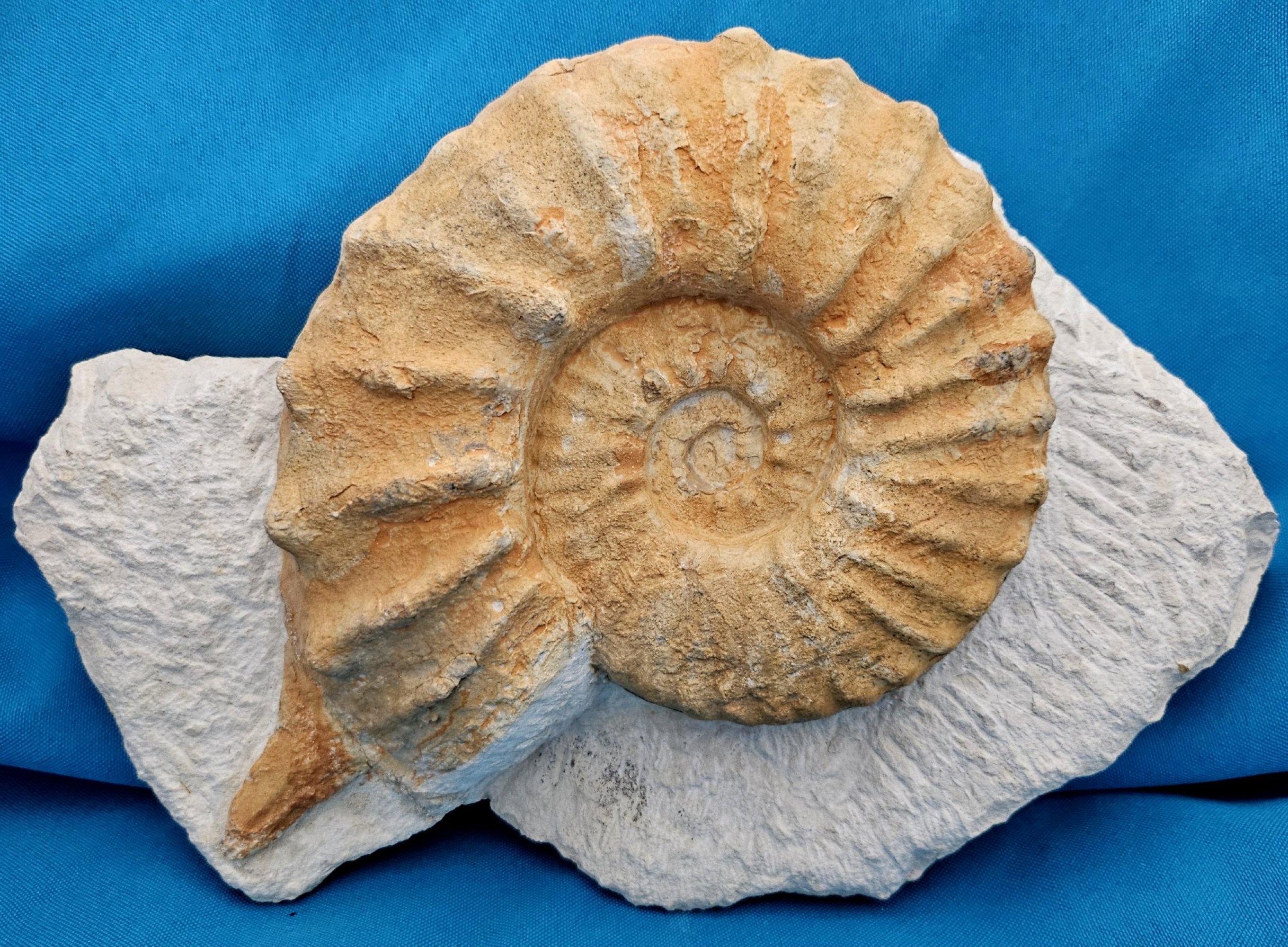 Organique Grand spécimen naturel d'ammonite fossile, Mortoniceras sur Matrix de présentation artistique en vente