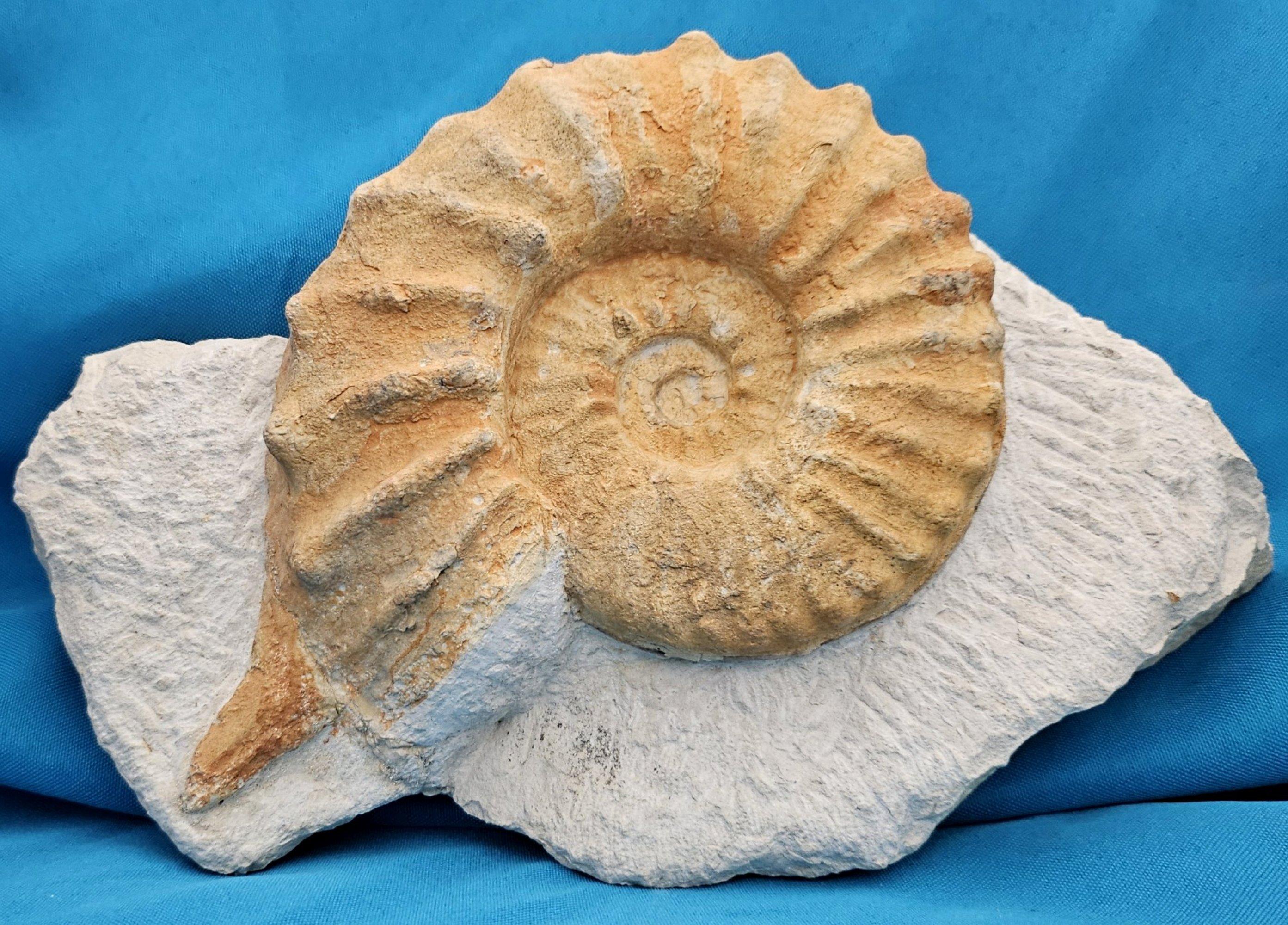 Américain Grand spécimen naturel d'ammonite fossile, Mortoniceras sur Matrix de présentation artistique en vente