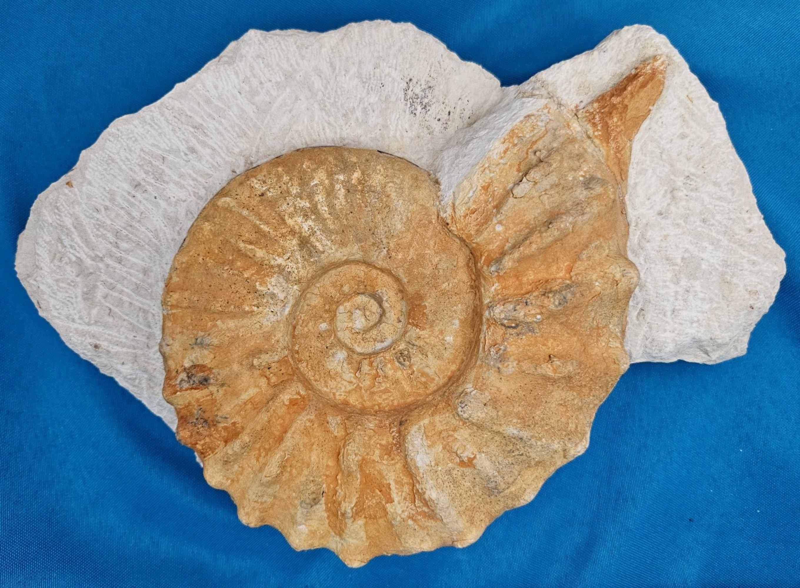 Autre Grand spécimen naturel d'ammonite fossile, Mortoniceras sur Matrix de présentation artistique en vente