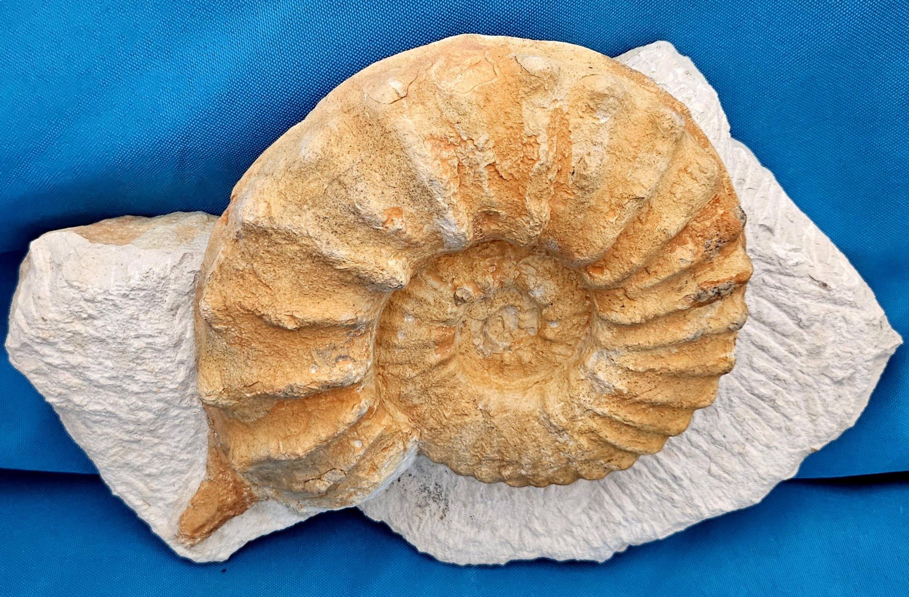 Grand spécimen naturel d'ammonite fossile, Mortoniceras sur Matrix de présentation artistique Bon état - En vente à Warrenton, OR