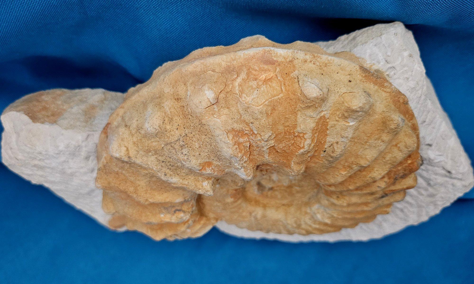 XVIIIe siècle et antérieur Grand spécimen naturel d'ammonite fossile, Mortoniceras sur Matrix de présentation artistique en vente